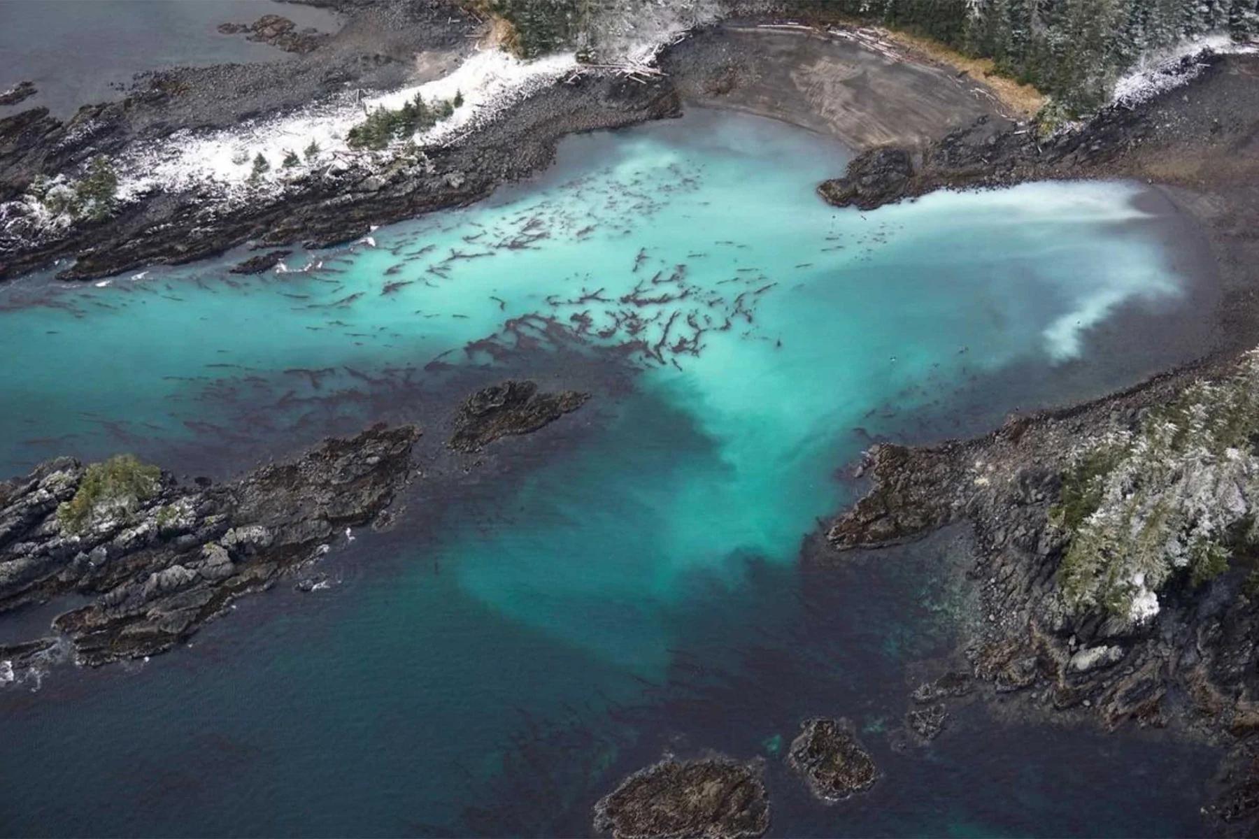 Herring Spawn in Sitka Alaska