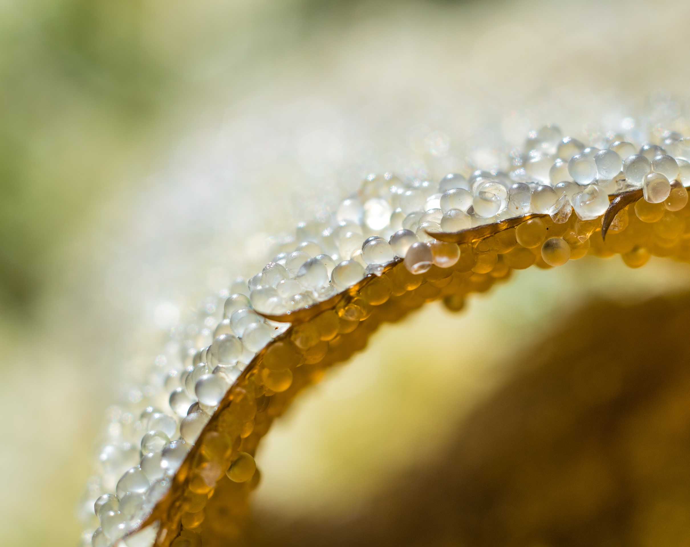 herring roe feeds many species in Sitka