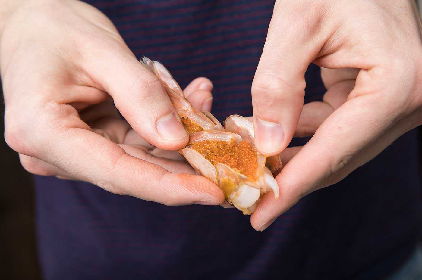 spot shrimp with roe