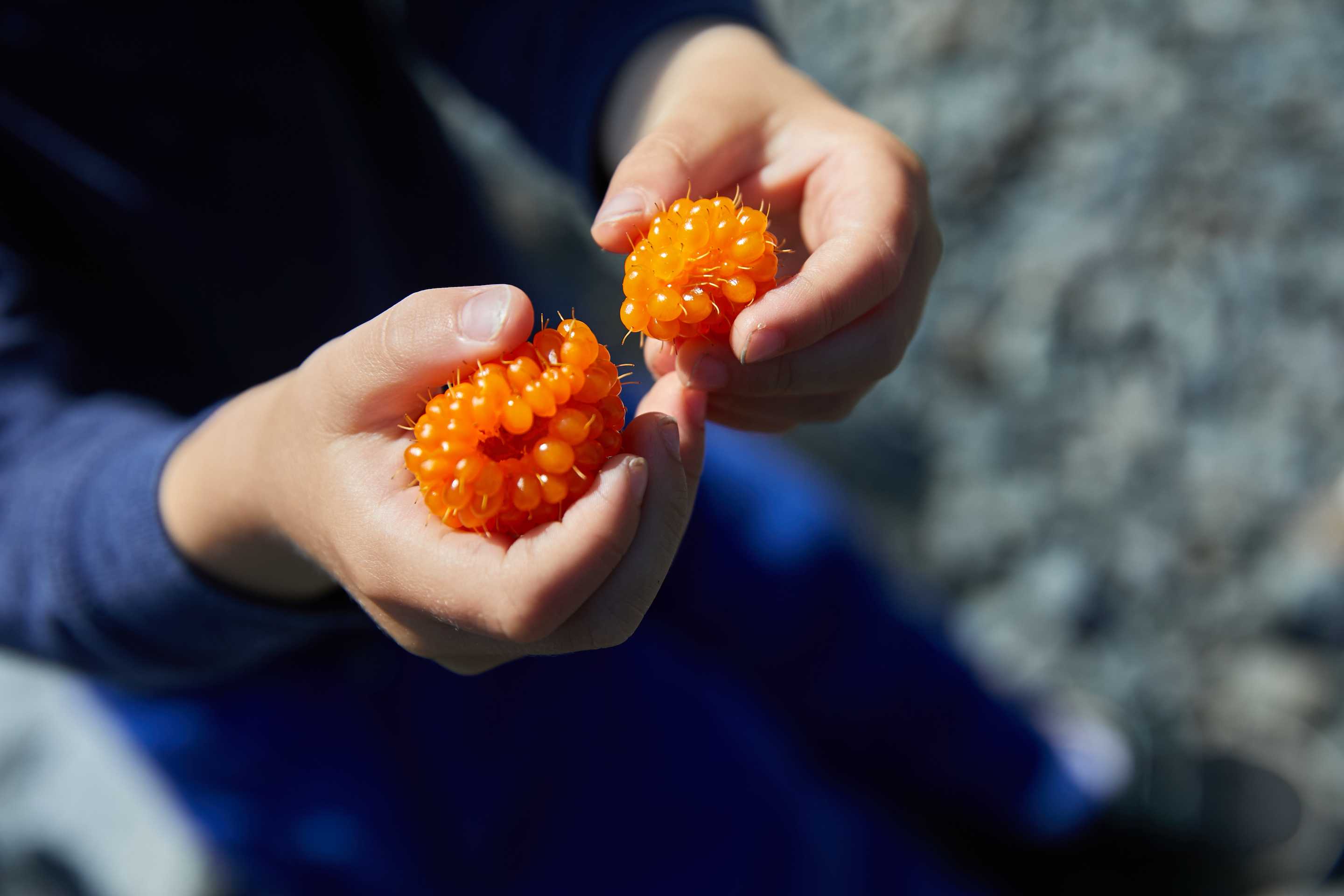 Sitka Salmon Berries in Hands