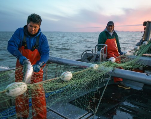 Fishermen pick the gillnet. King Cove is home to predominantly indigneous Unangan (Aleut) families. Photo courtesy of Alaska Seafood Marketing Institute.
