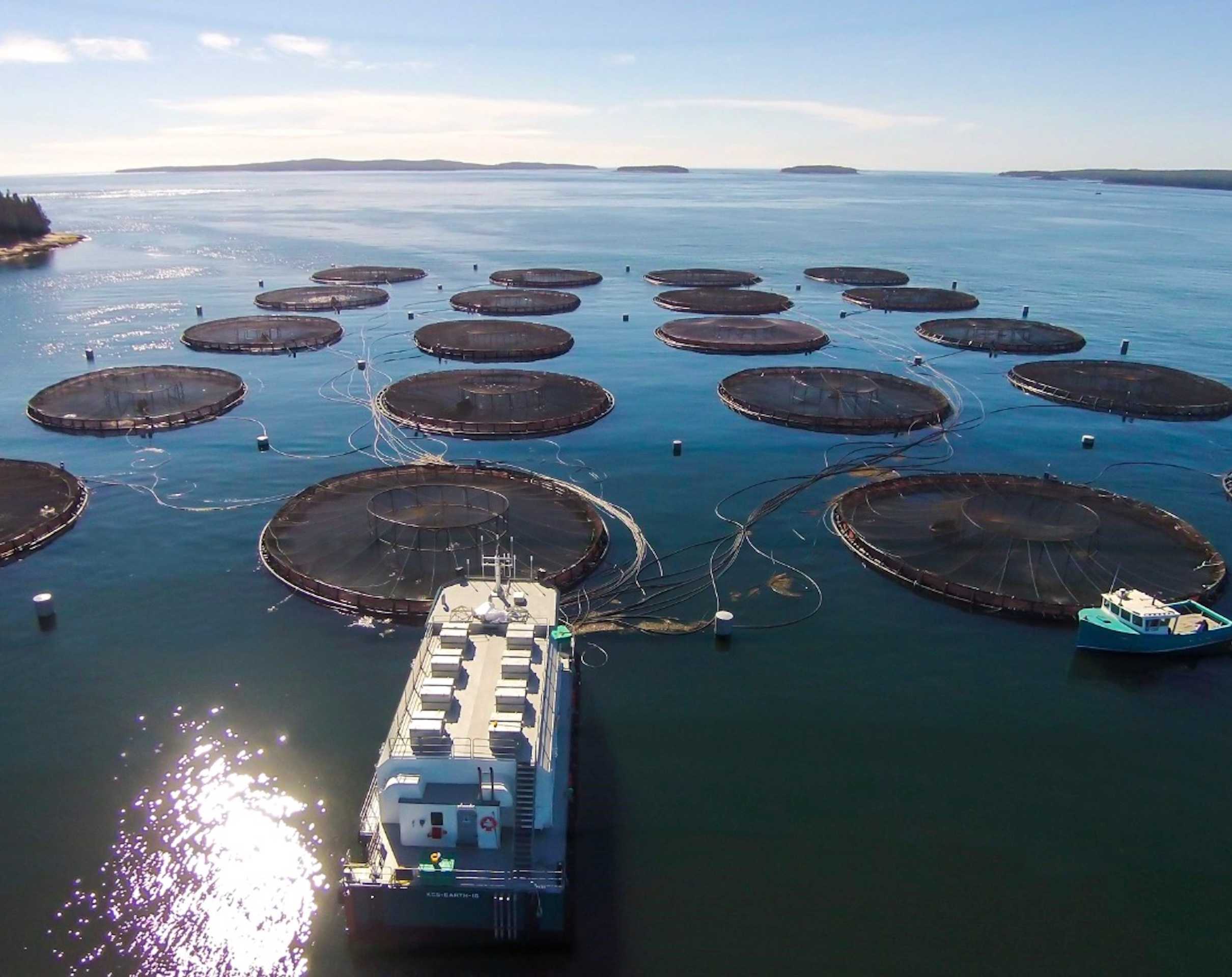 Secondary Article – Omega-3s, Wild vs. Farmed – Full Bleed Hero