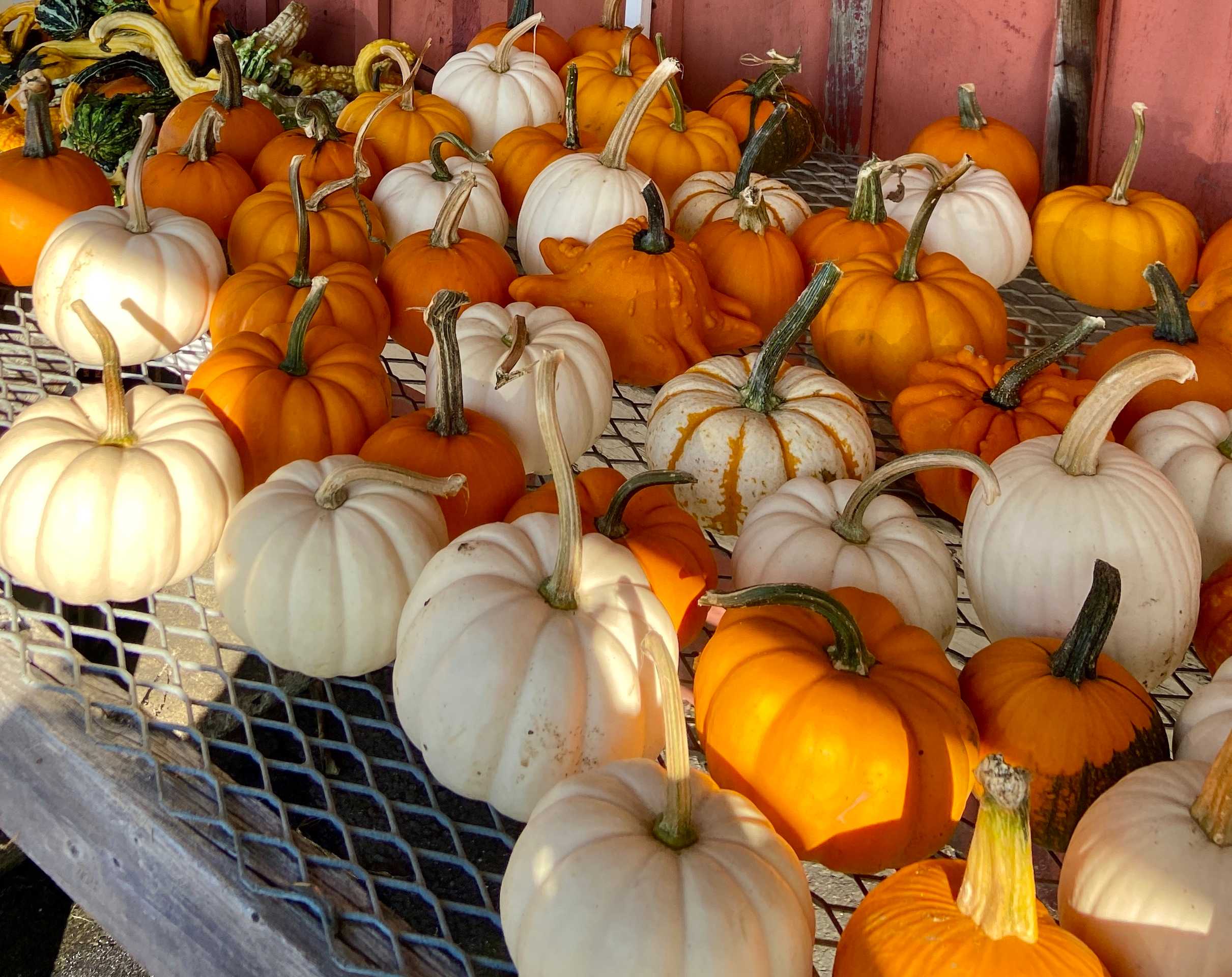Fall pumpkins