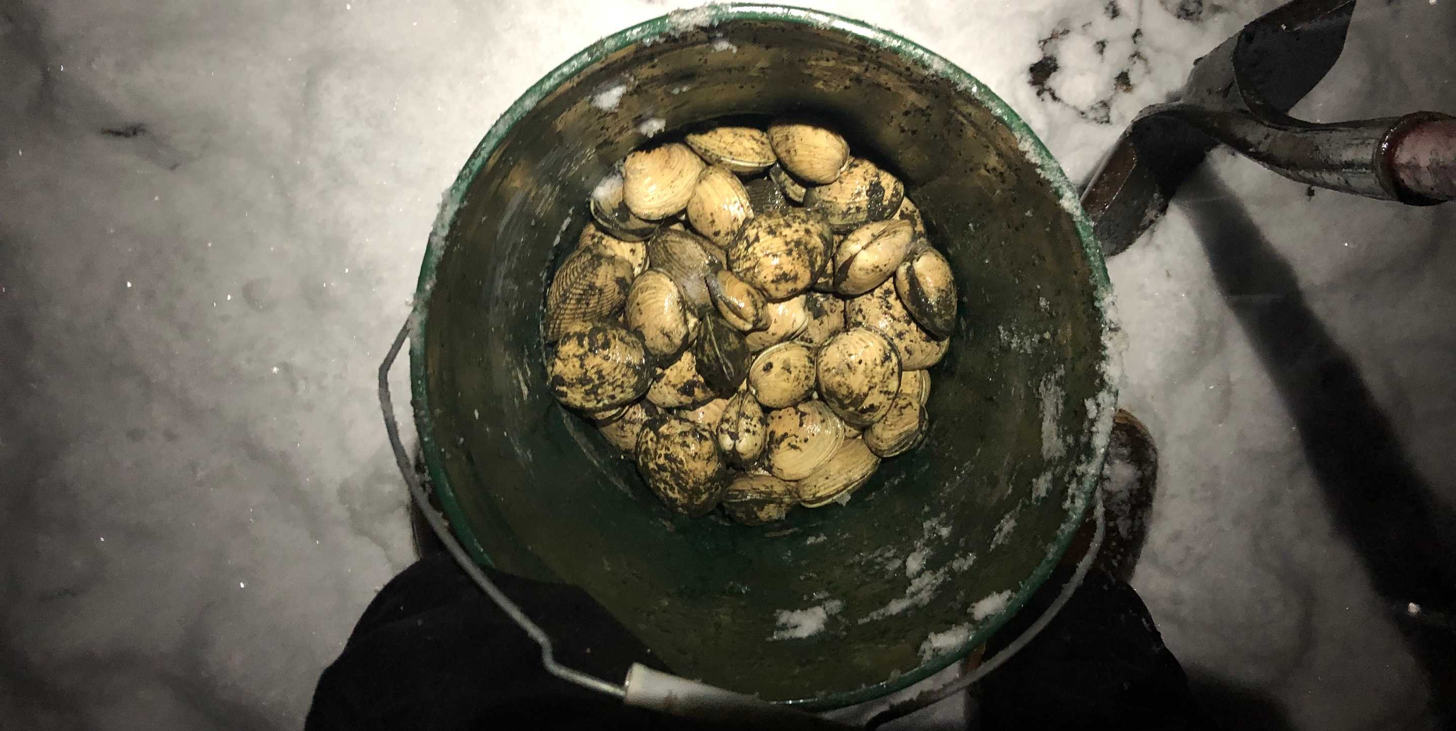 Secondary Sourcing Article – Winter Foraging – Full Bleed Hero