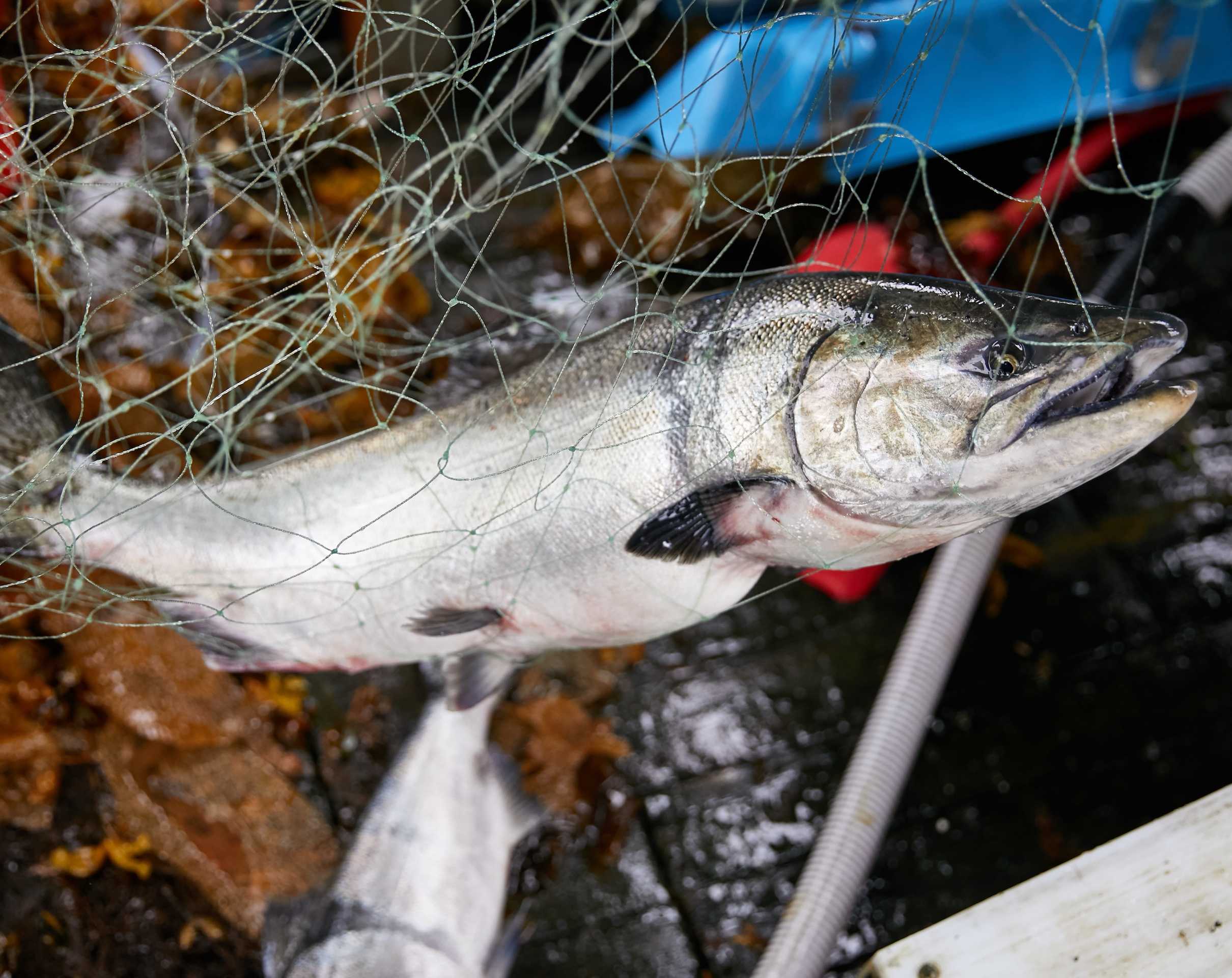 salmon in a net