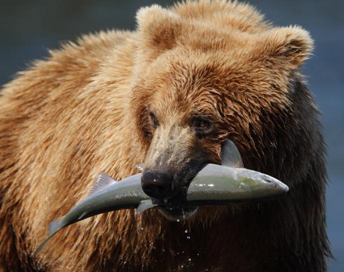 How Wild Salmon Produce the Air You Breathe