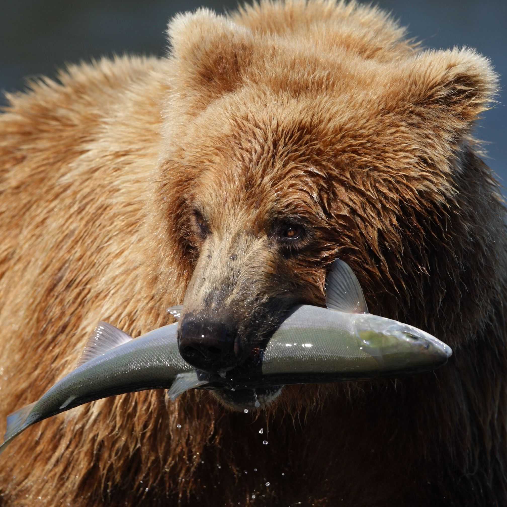 The Catch – Featured Sourcing Article – America’s Salmon Forest – Full Bleed Hero