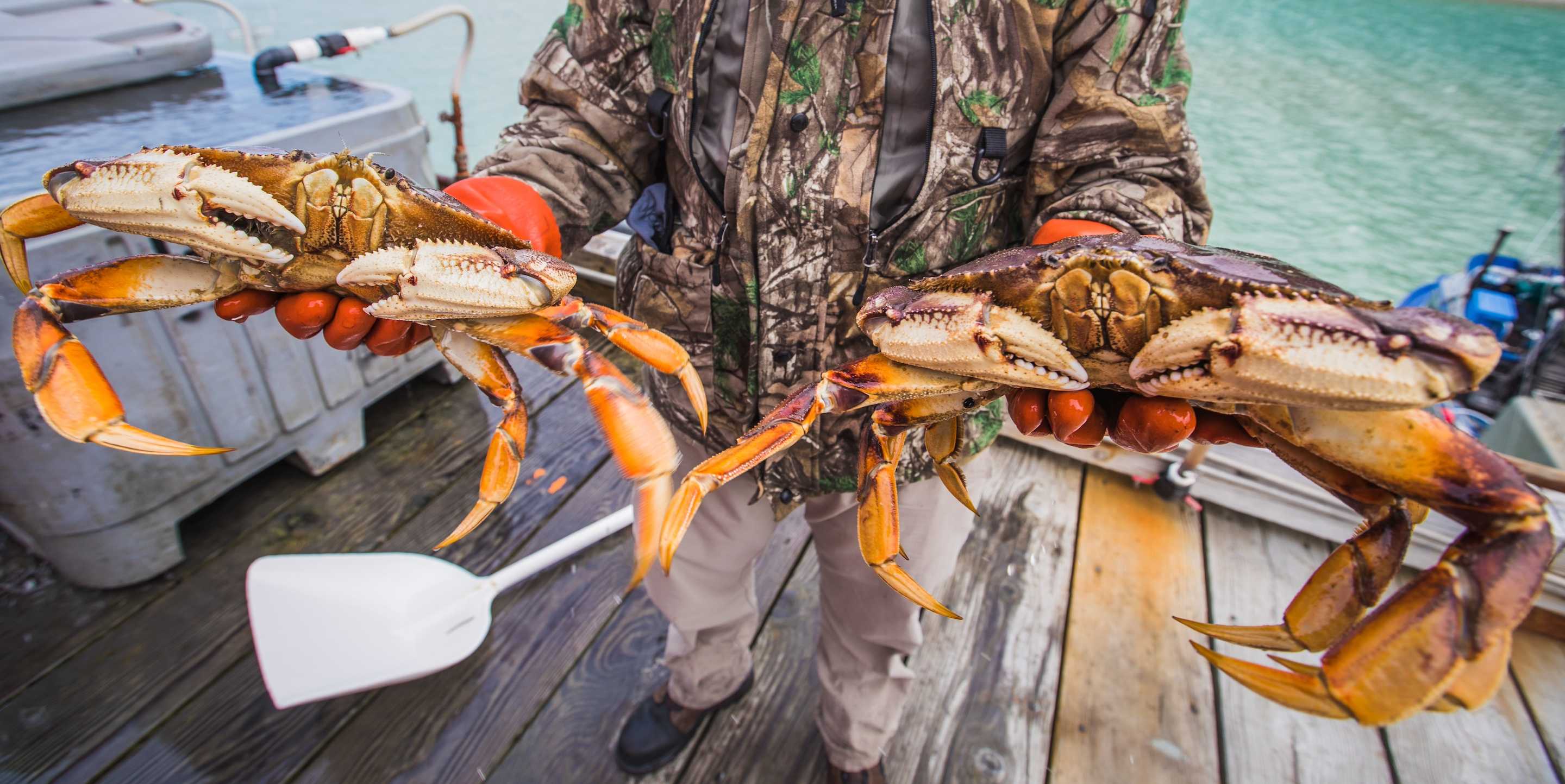 Dungeness crab