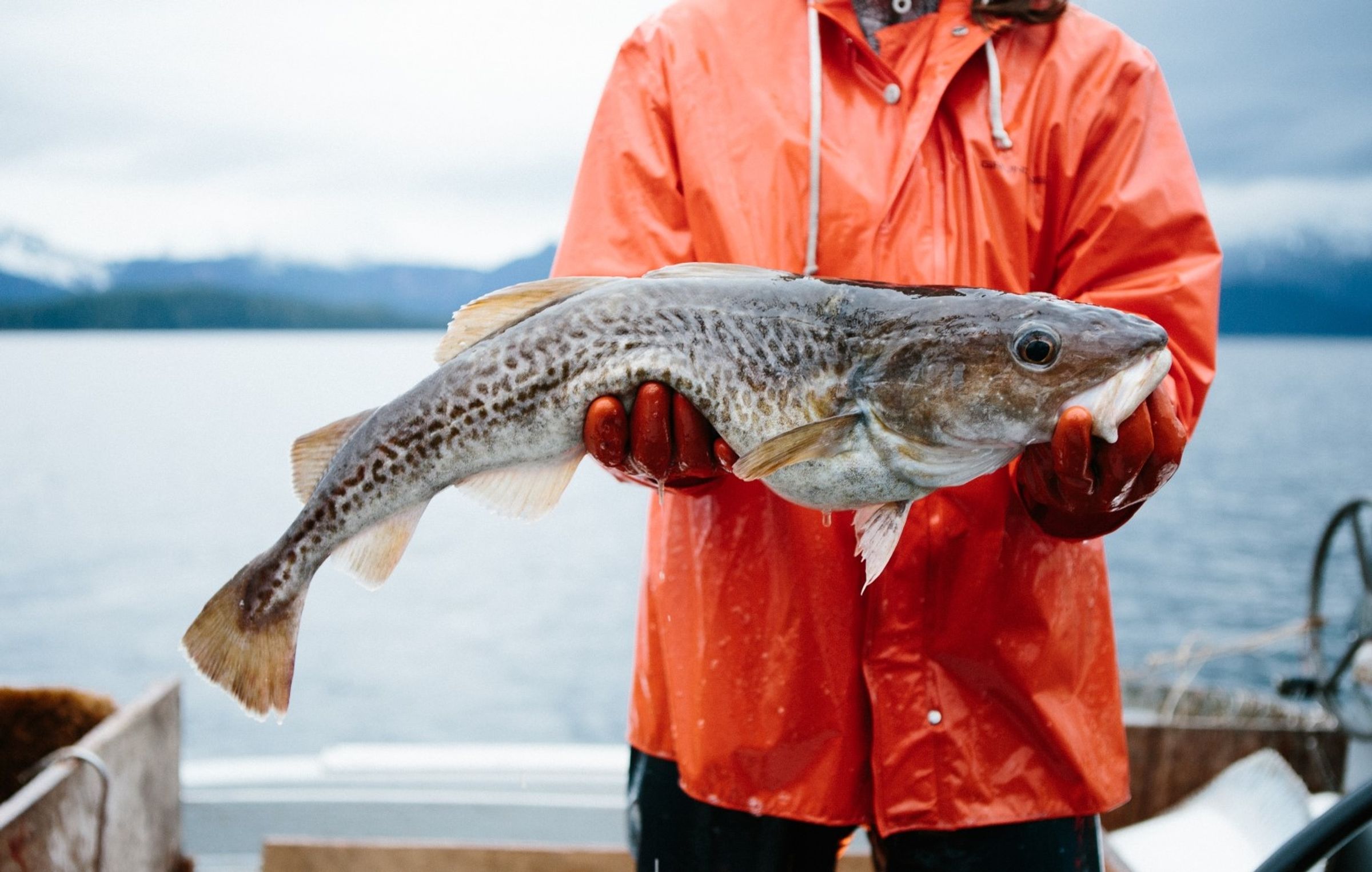a man in an orange raincoat is holding a pacific cod in his hands .