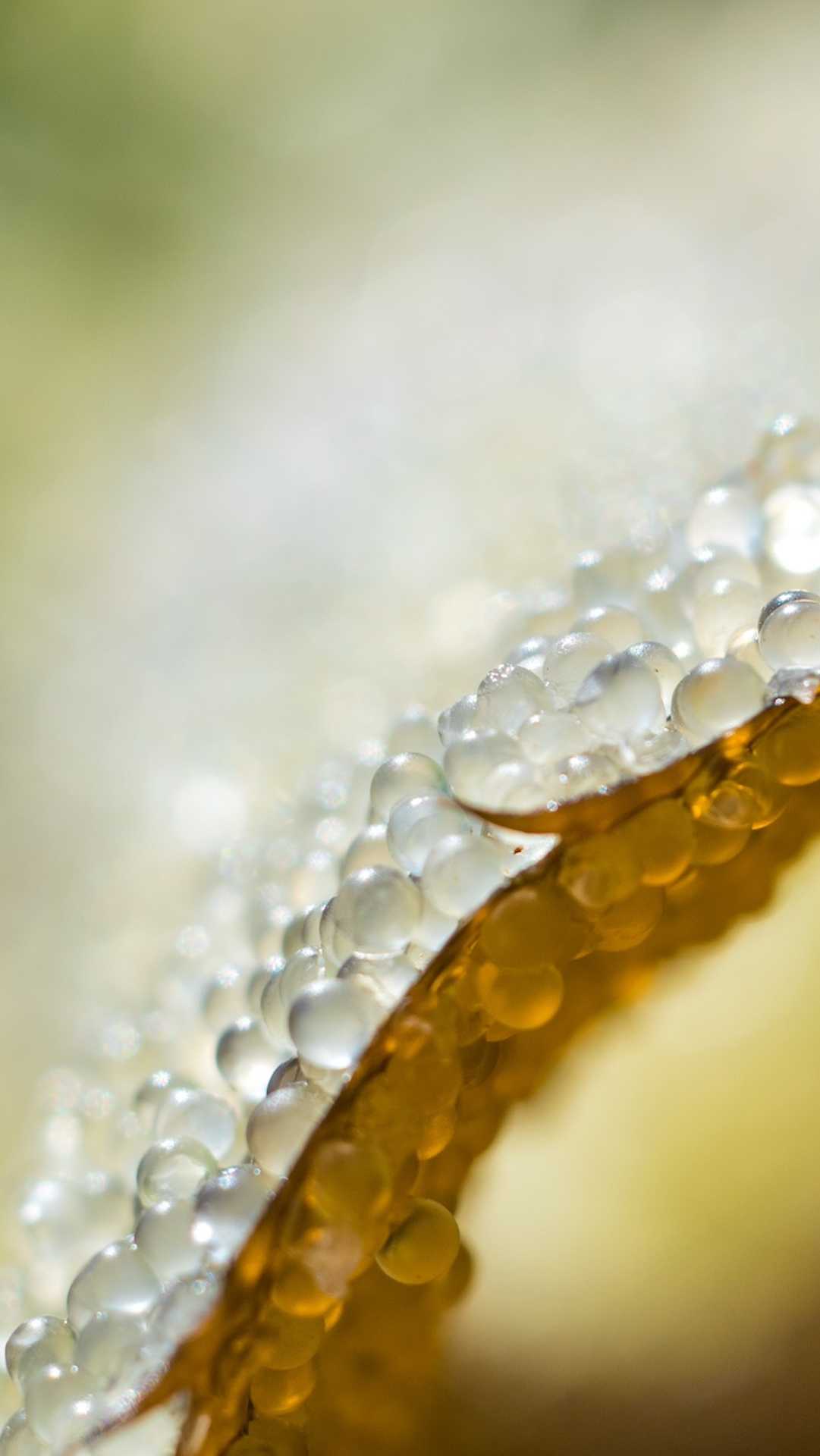 herring roe feeds many species in Sitka