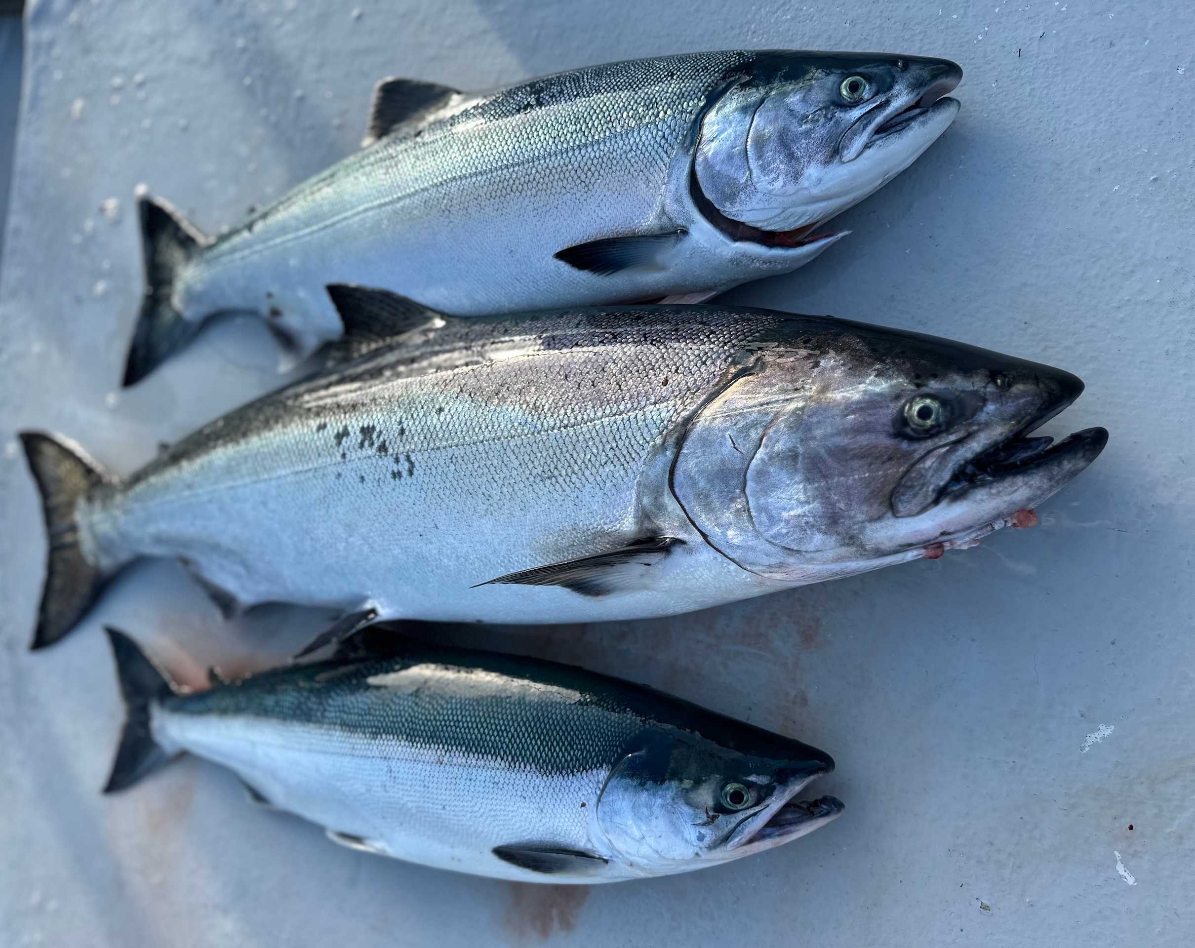 salmon report 