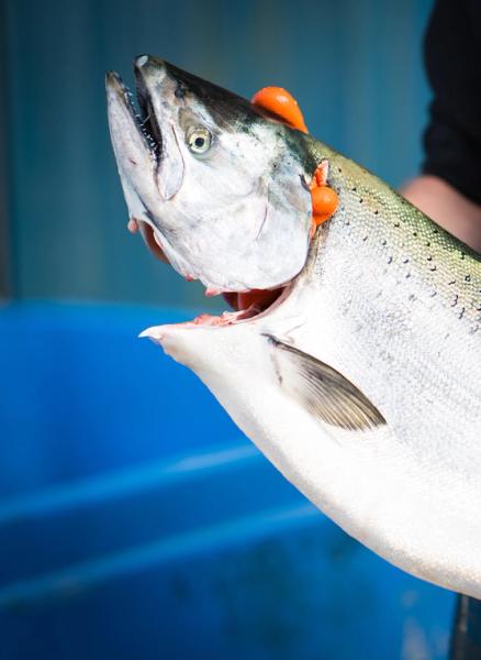 coho salmon being held