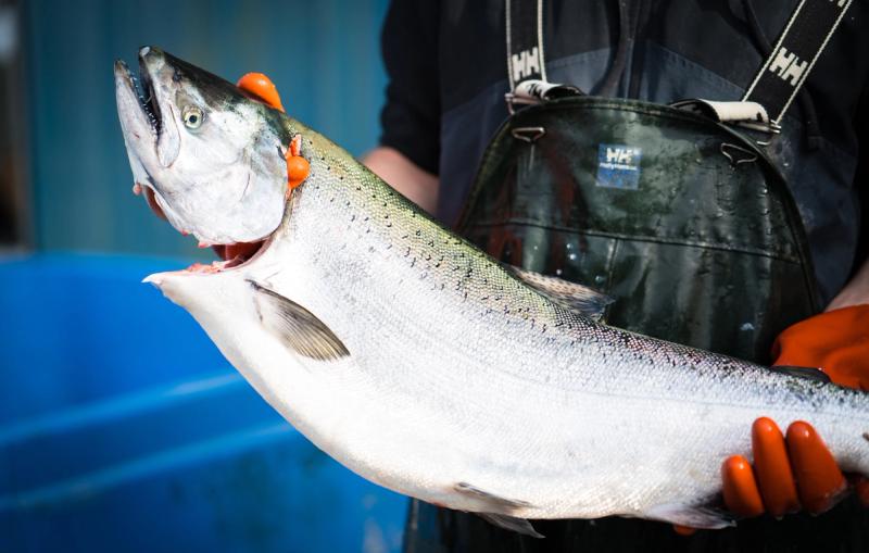 coho salmon being held