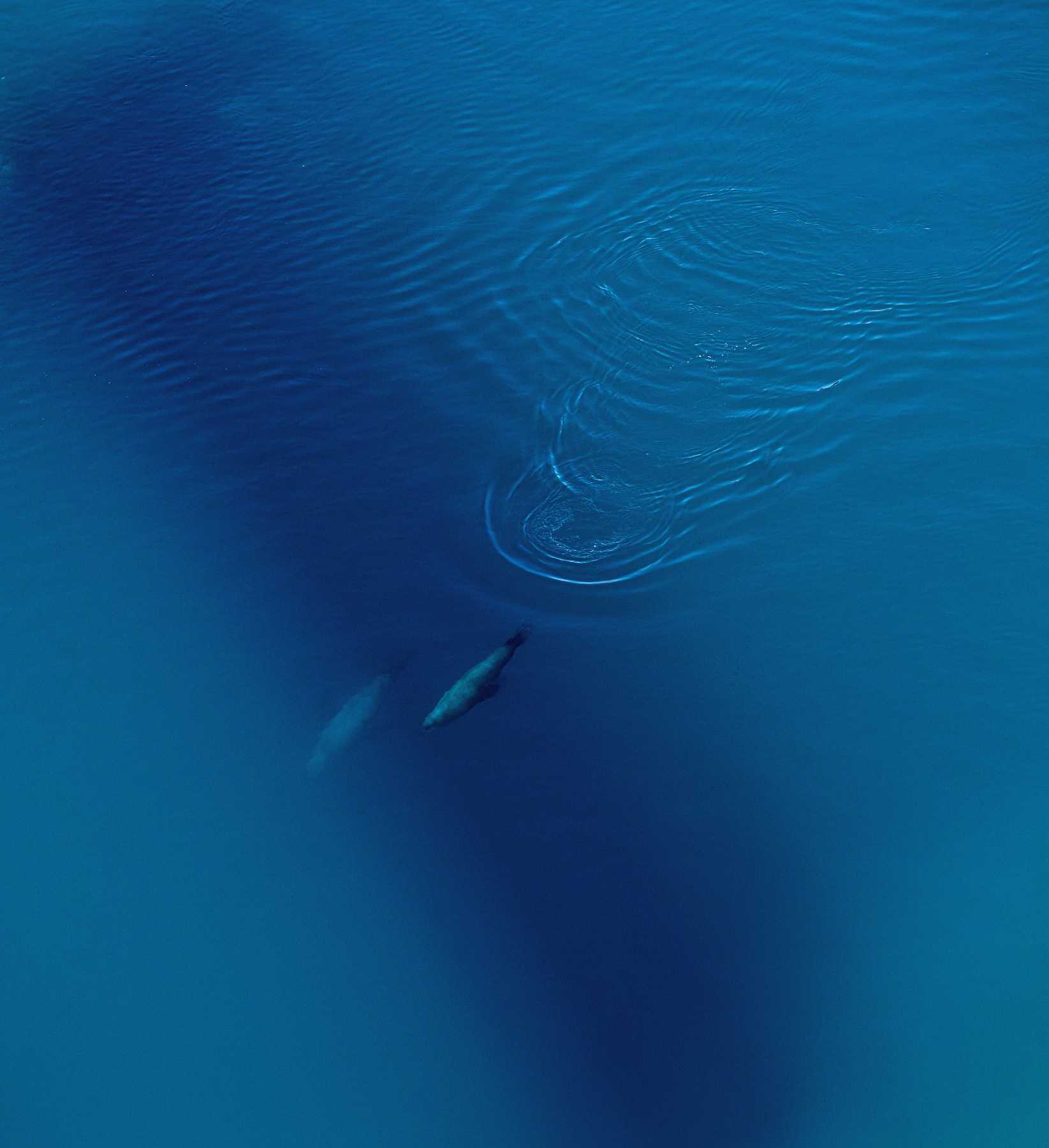 blue diving ocean