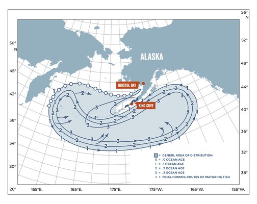 This map shows rudimentary migration routes of sockeye salmon across the Pacific Ocean and the Bering Sea.