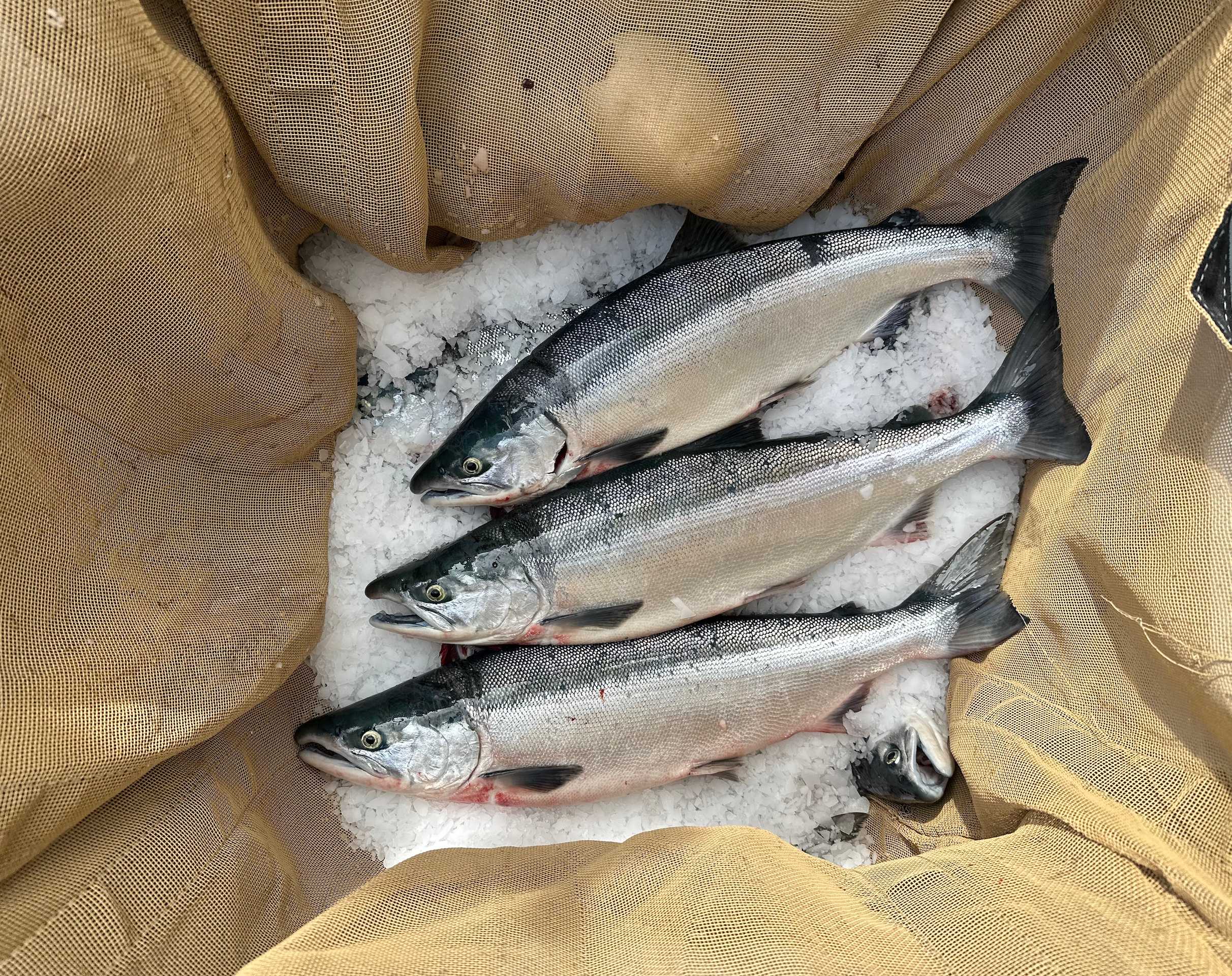copper river salmon