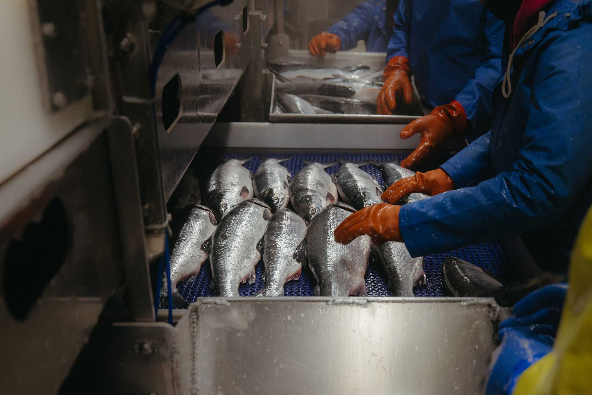 salmon being processed