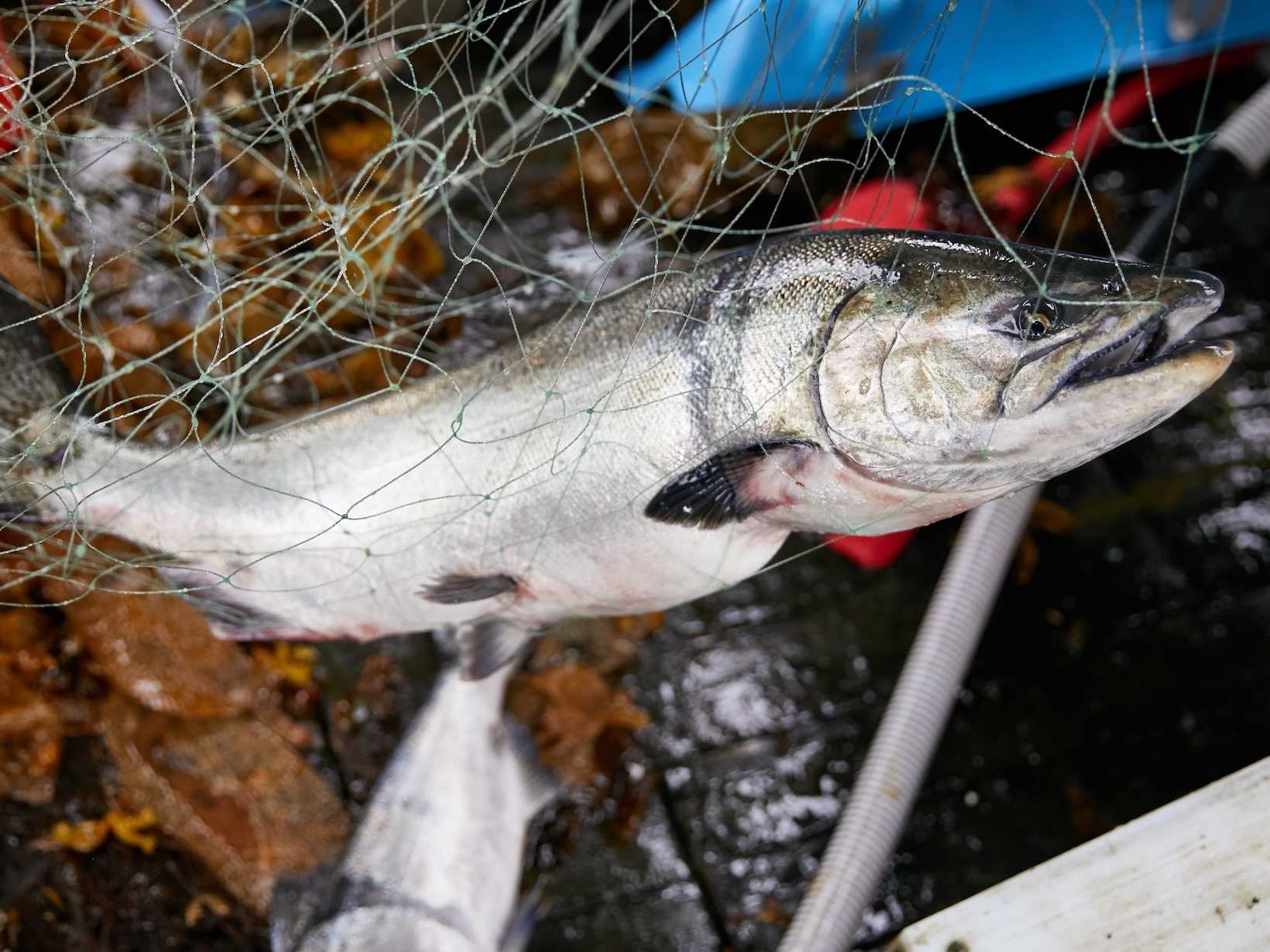 salmon in a net