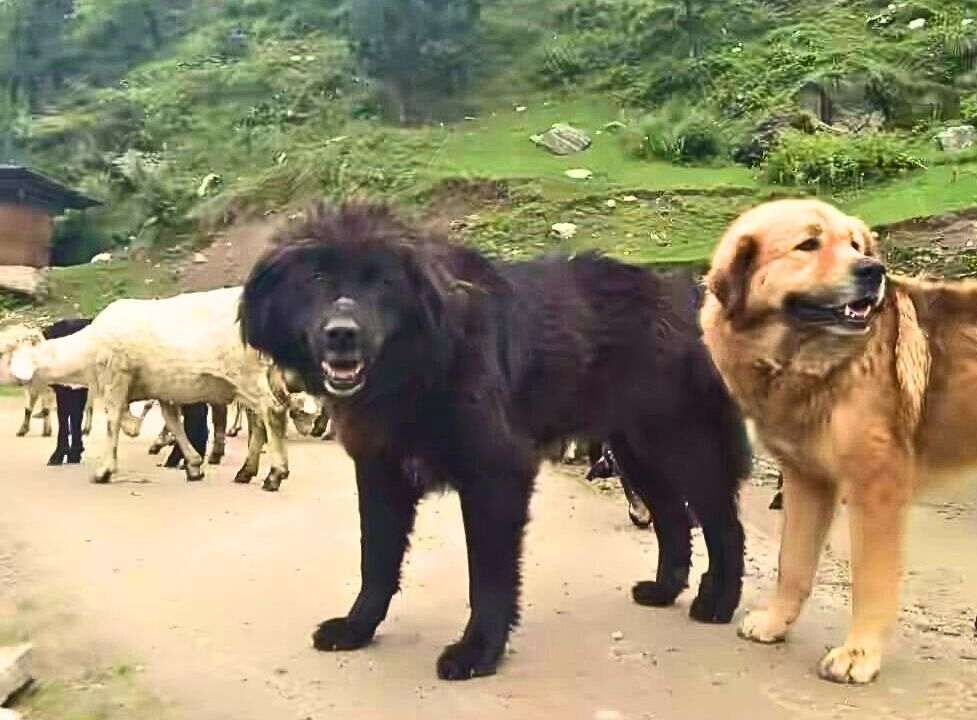 Himalayan Gaddi dogs herding goats