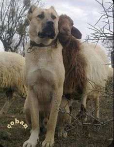 A Turkish Kangal with his sheep friend