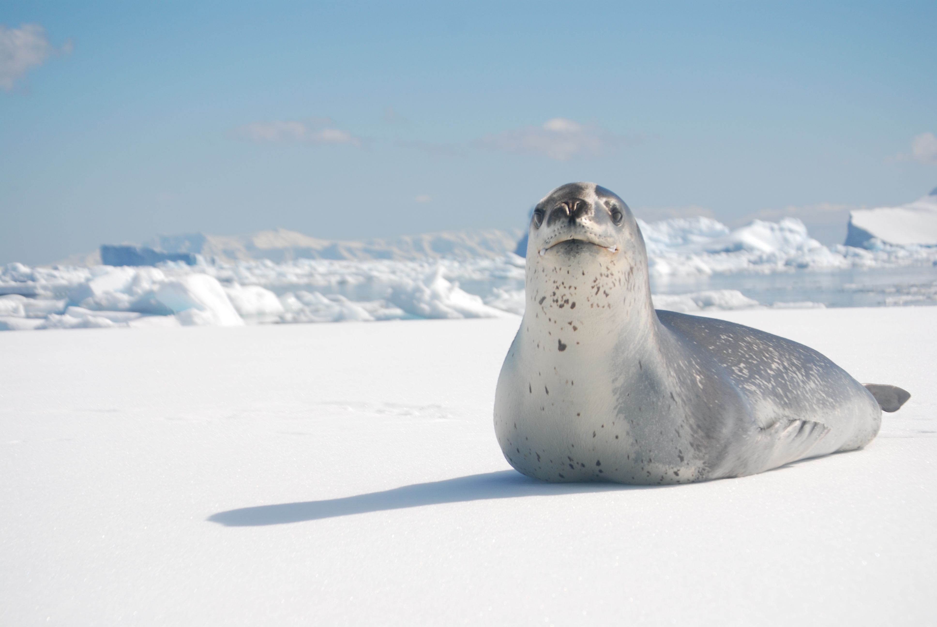 A leopard seal lying on sea ice in Antarctica with icebergs behind it.