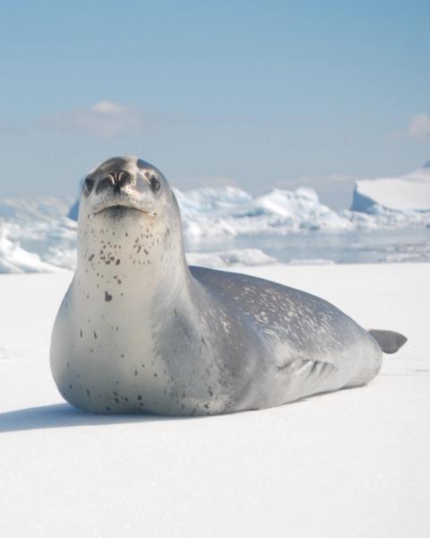 A leopard seal lying on sea ice in Antarctica with icebergs behind it.