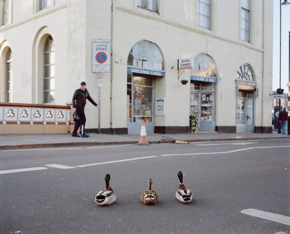 Artwork: Three Ducks