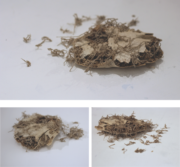 Model Home for Squiggles