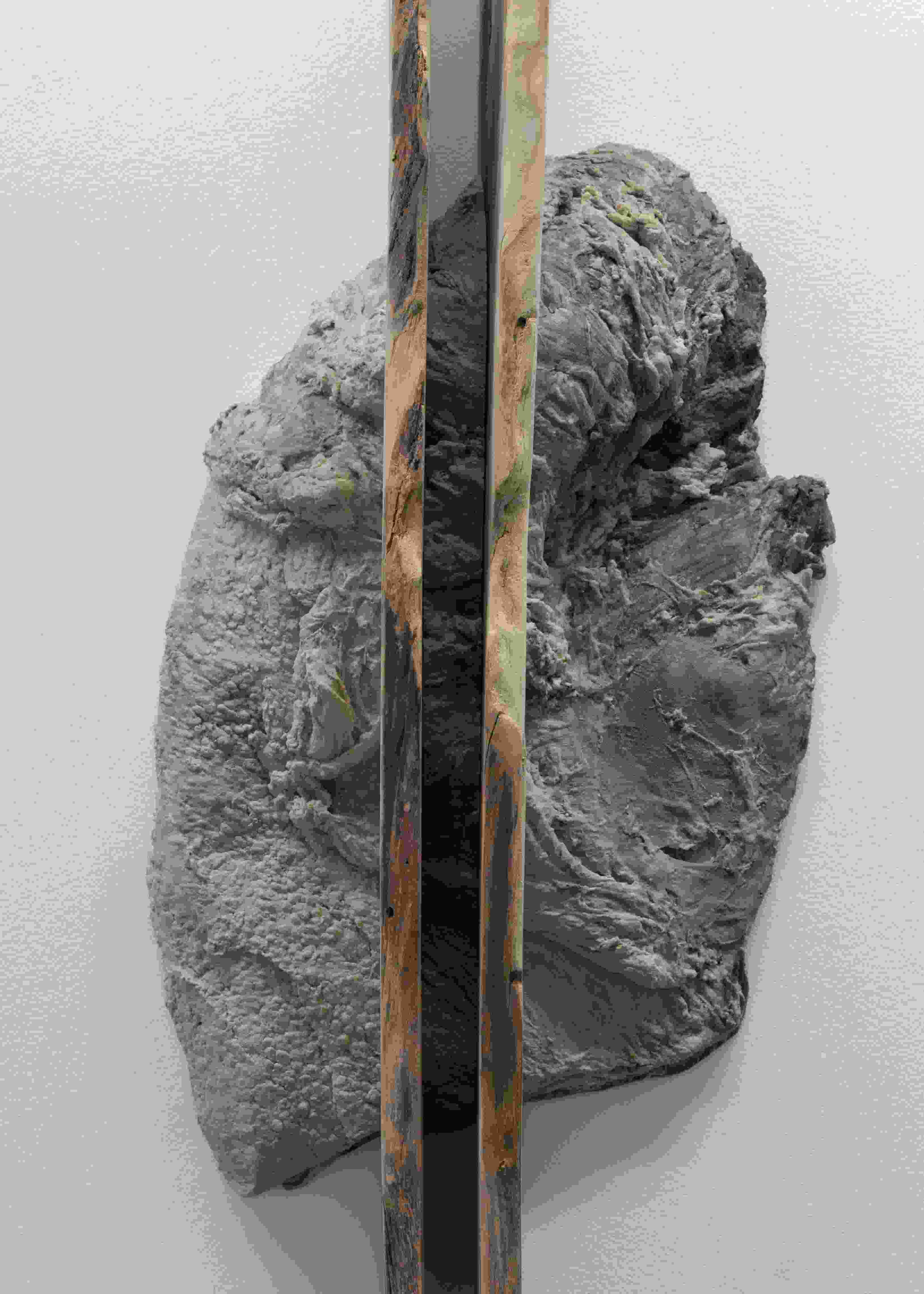 Beef Twice Sectioned and Heel