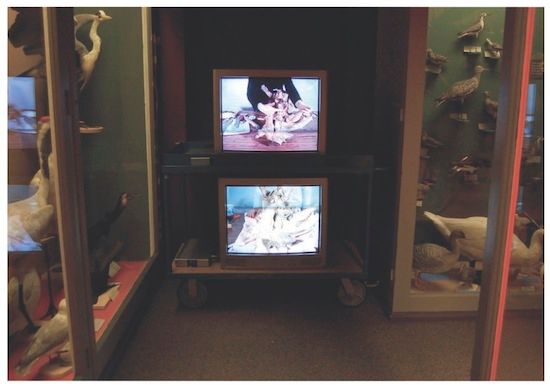 Artwork: Installation of Whitetail Deer, A to Z (Bizarre Animals at the Harvard Museum of Natural History)