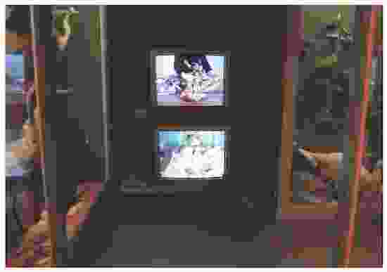 Installation of Whitetail Deer, A to Z (Bizarre Animals at the Harvard Museum of Natural History)