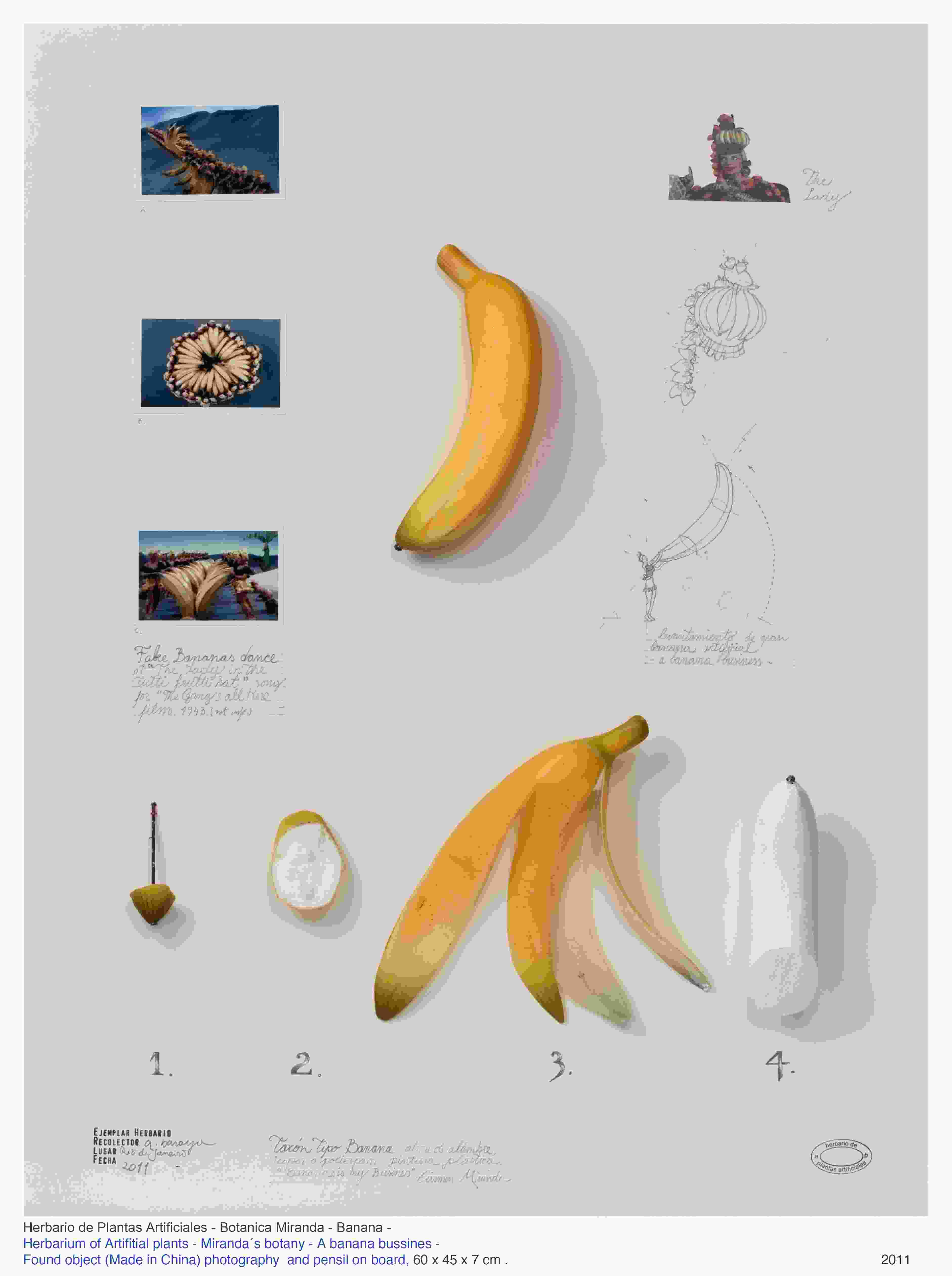 Herbario de plantas artificiales