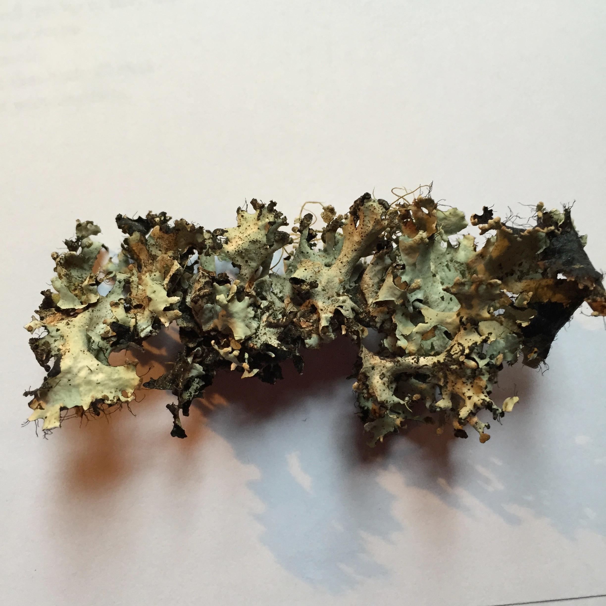 from Metaphor and Simile24 poems at years end