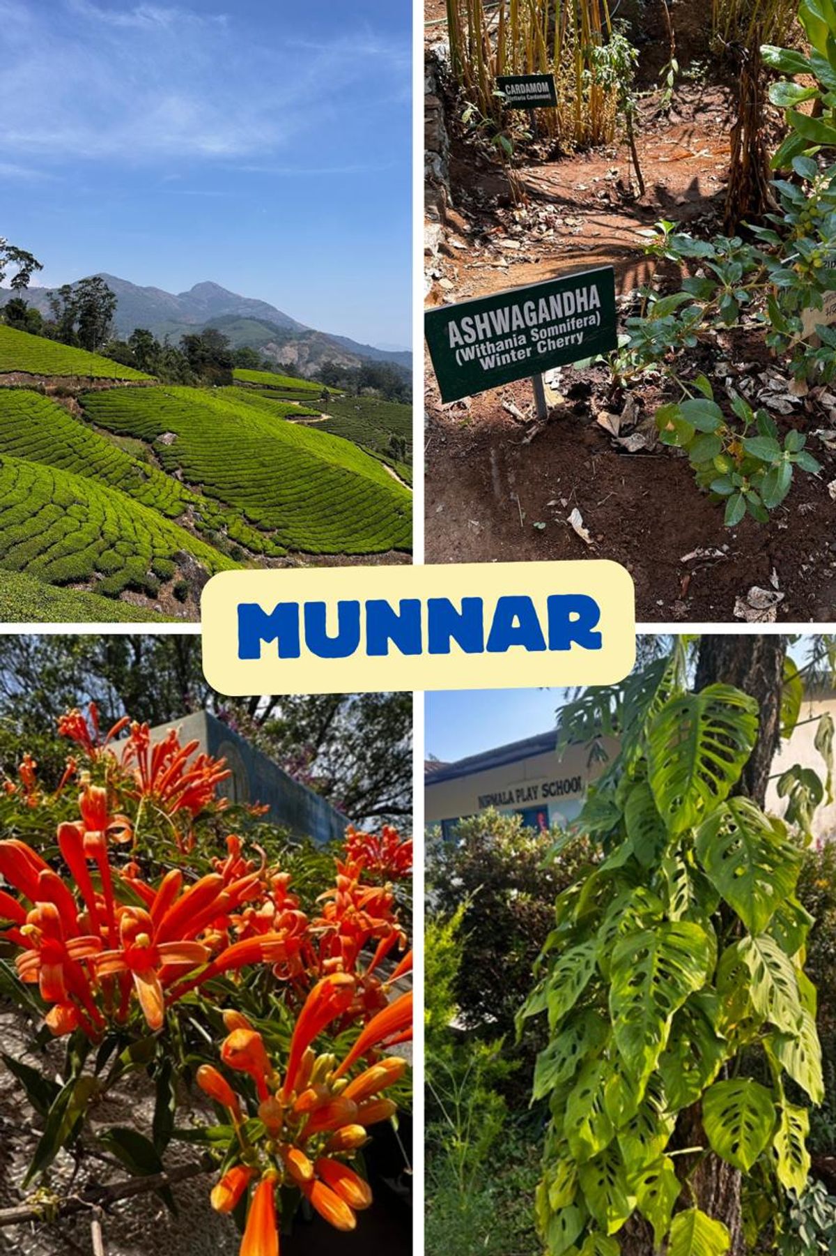 Munnar tea plantations and spice garden collage