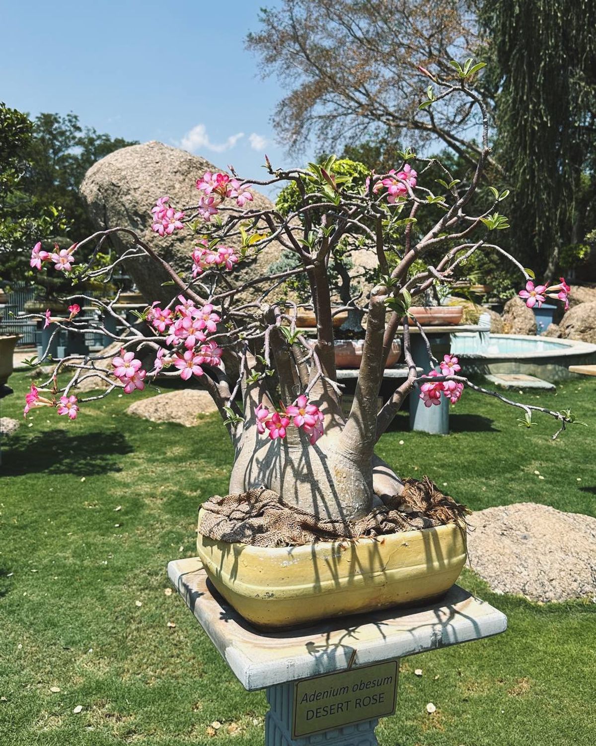 Desert Rose bonsai in bloom