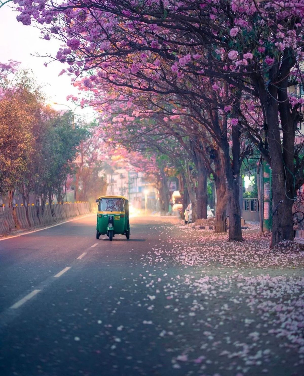 Auto-rickshaw driving under a canopy of pink Tabebuia blossoms in Bengaluru