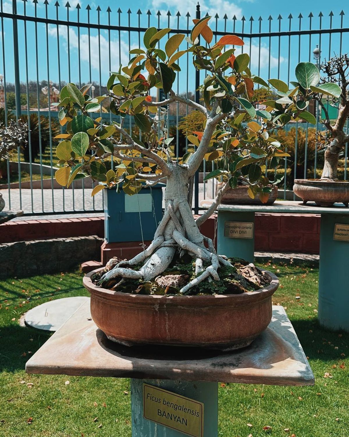 Banyan bonsai with exposed roots