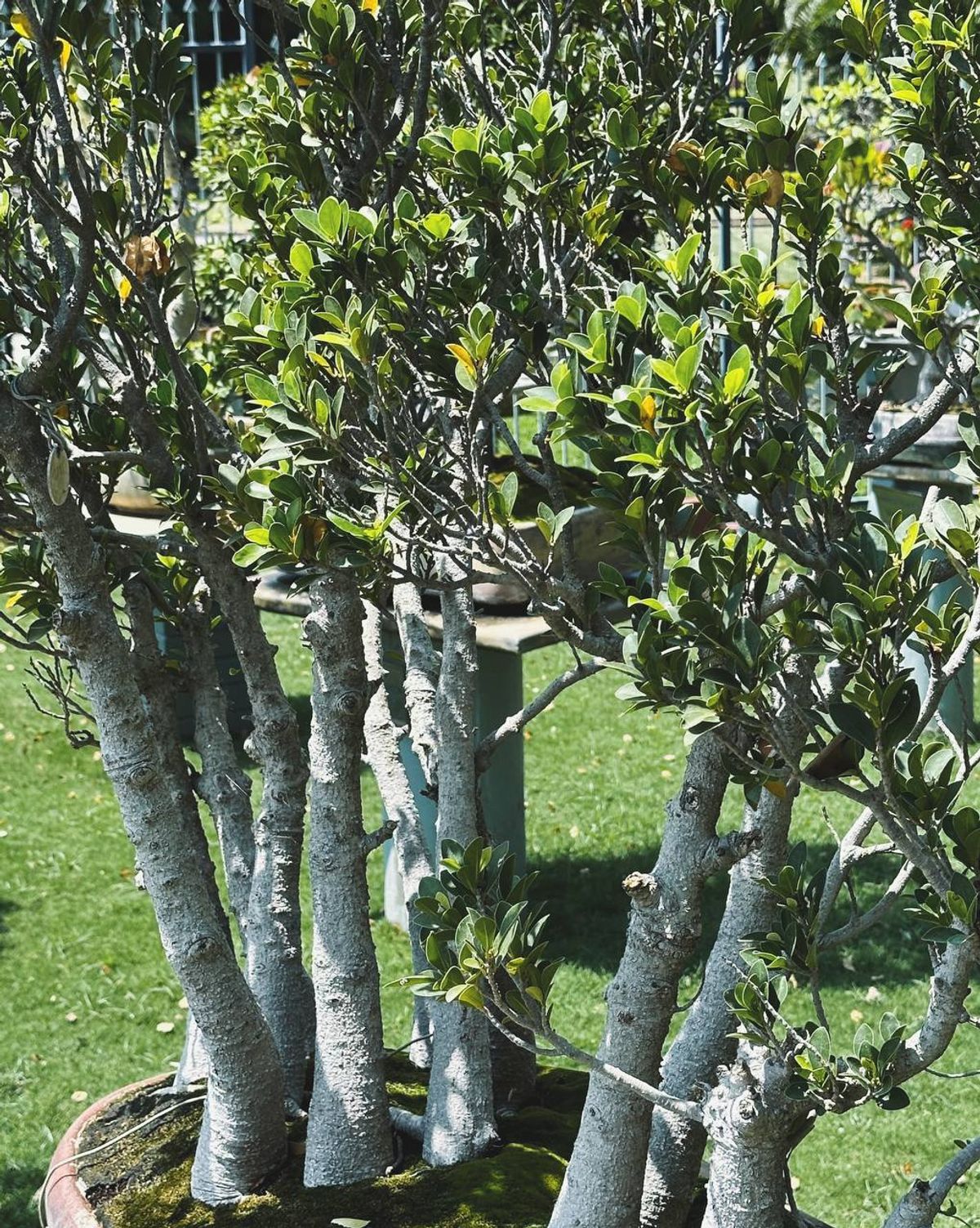 Forest-style multi-trunk bonsai