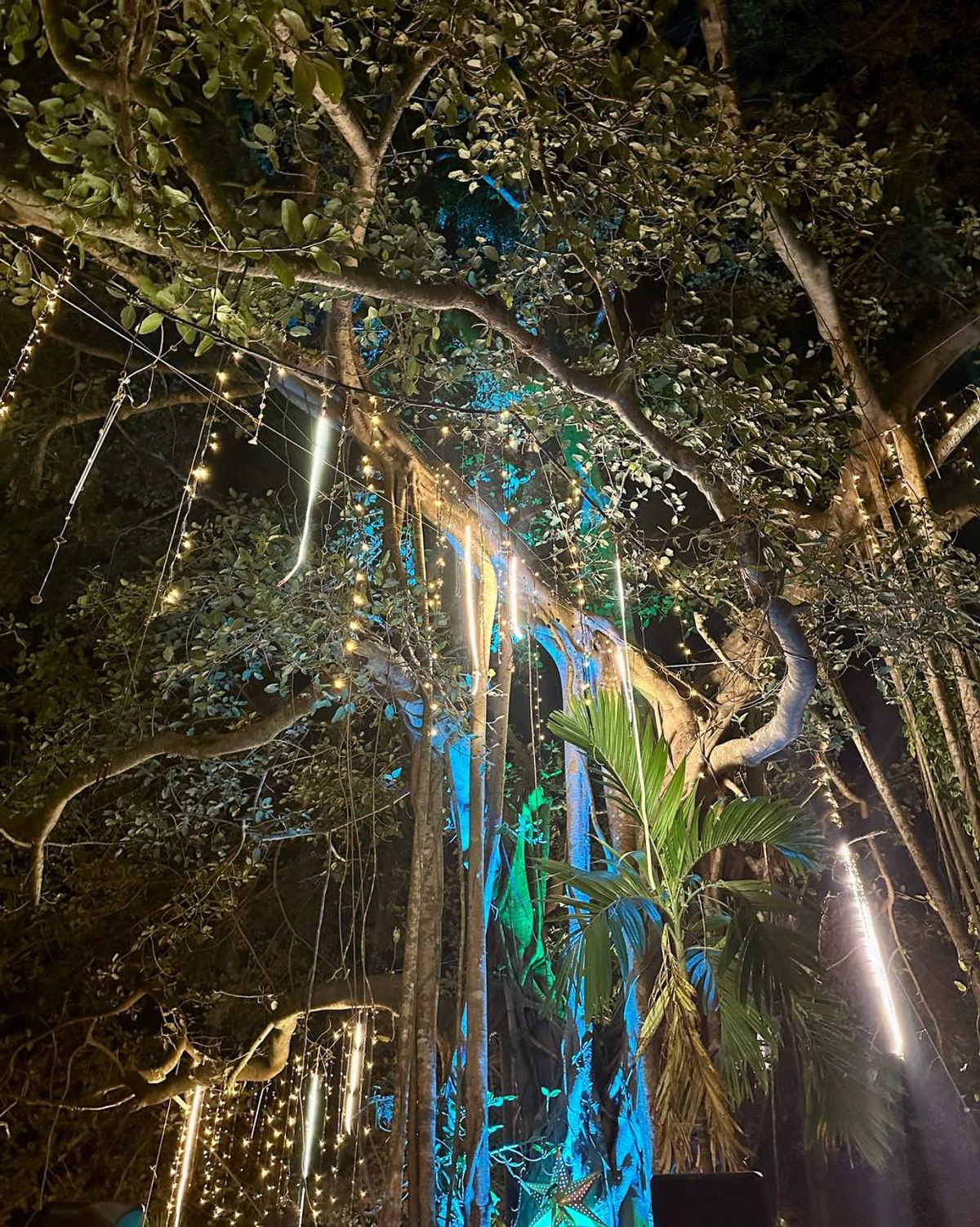 Banyan illuminated with decorative lights at night