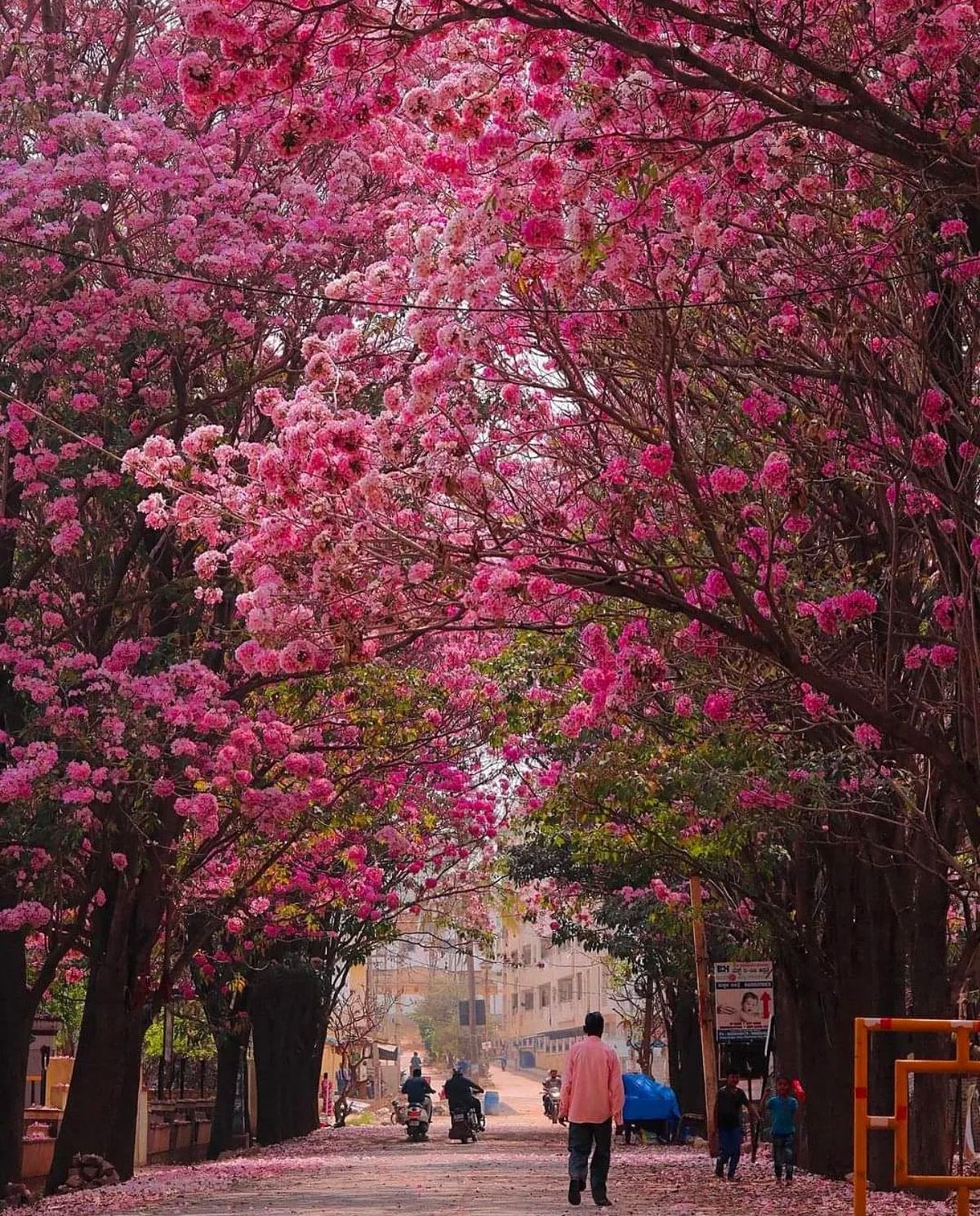People walking through a pink Tabebuia tunnel in Bengaluru