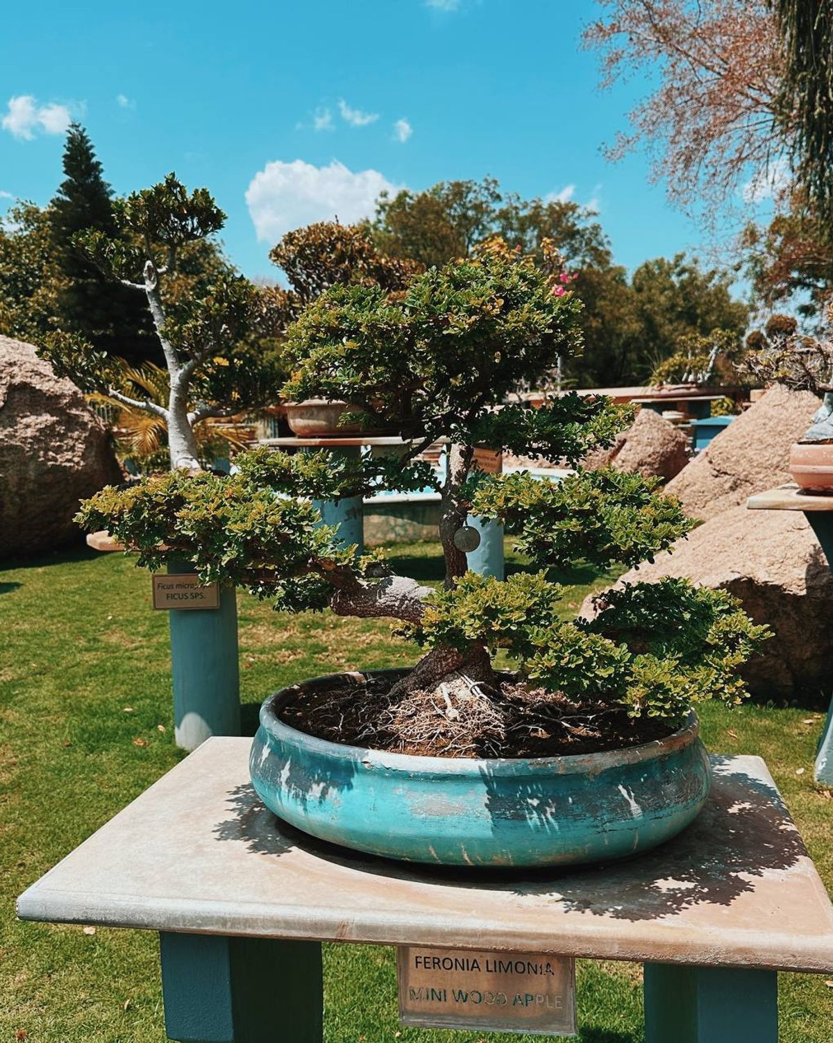 Wood Apple bonsai (Feronia Limonia)