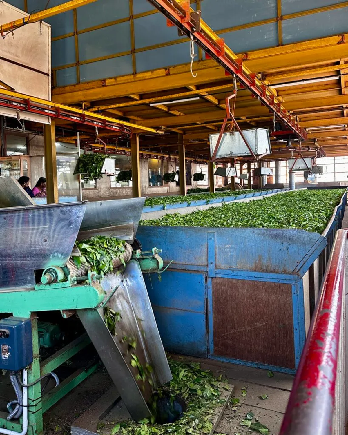 Inside a tea processing factory