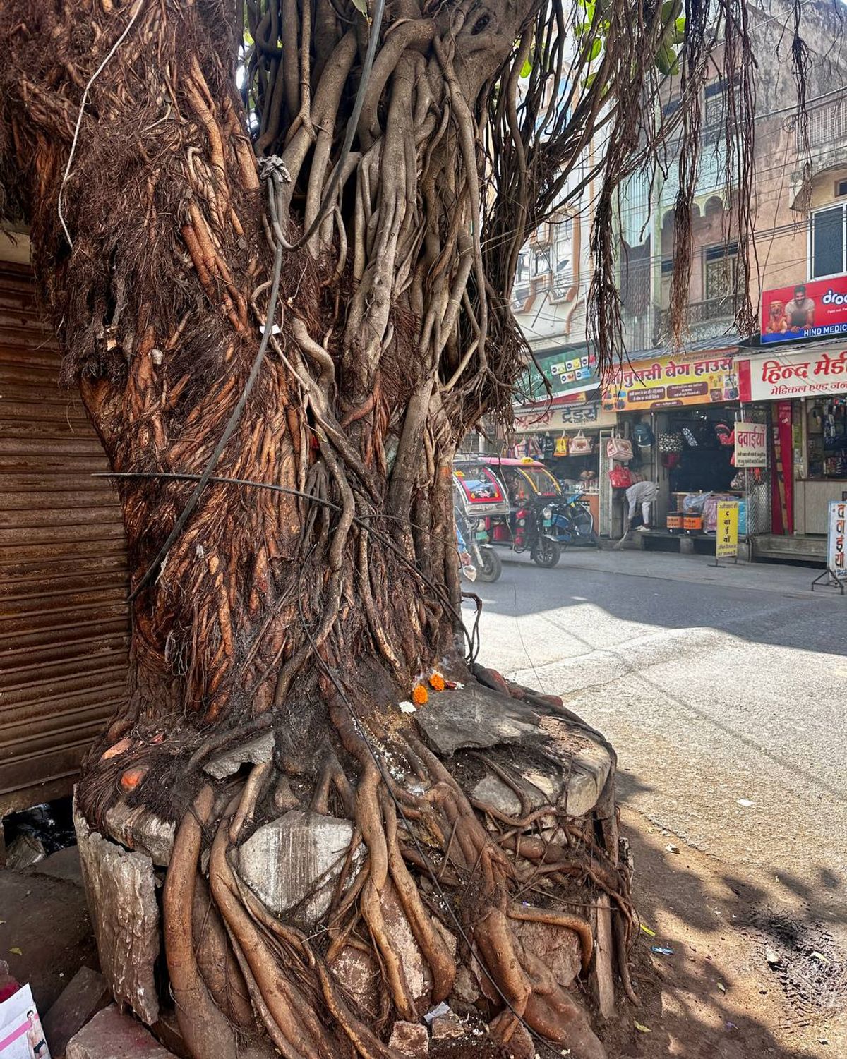 Banyan tree growing in an urban street corner with shops