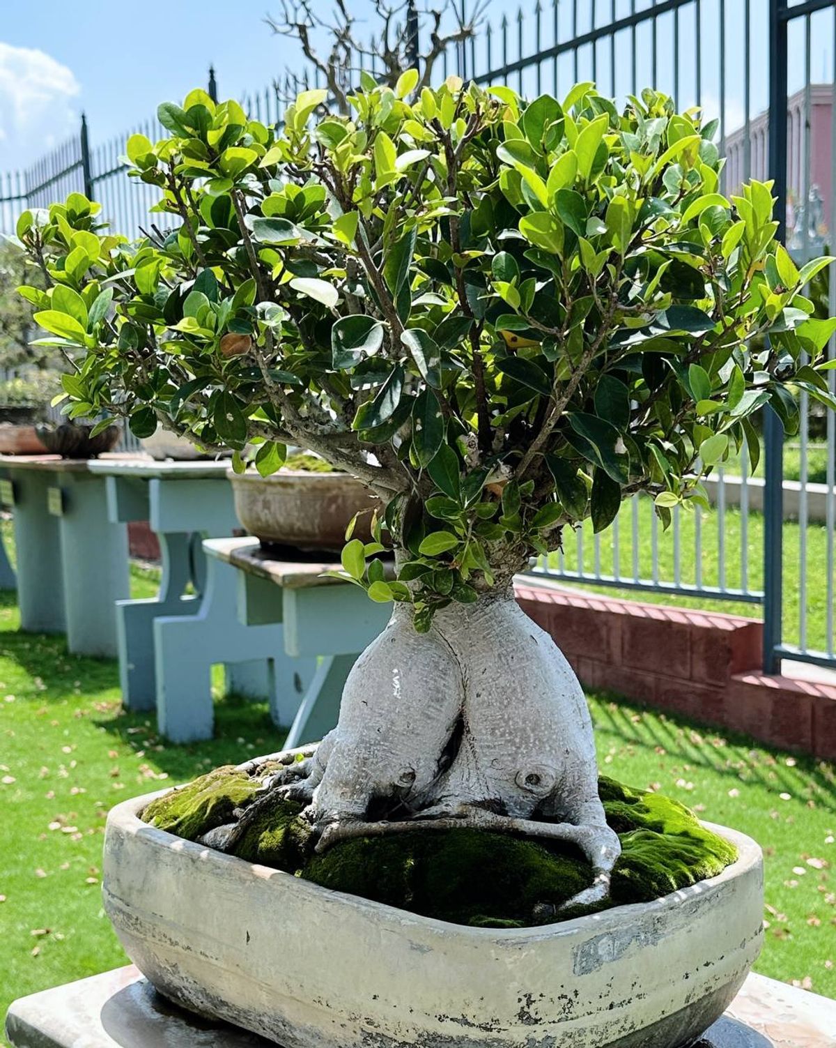 Mature ficus with massive trunk