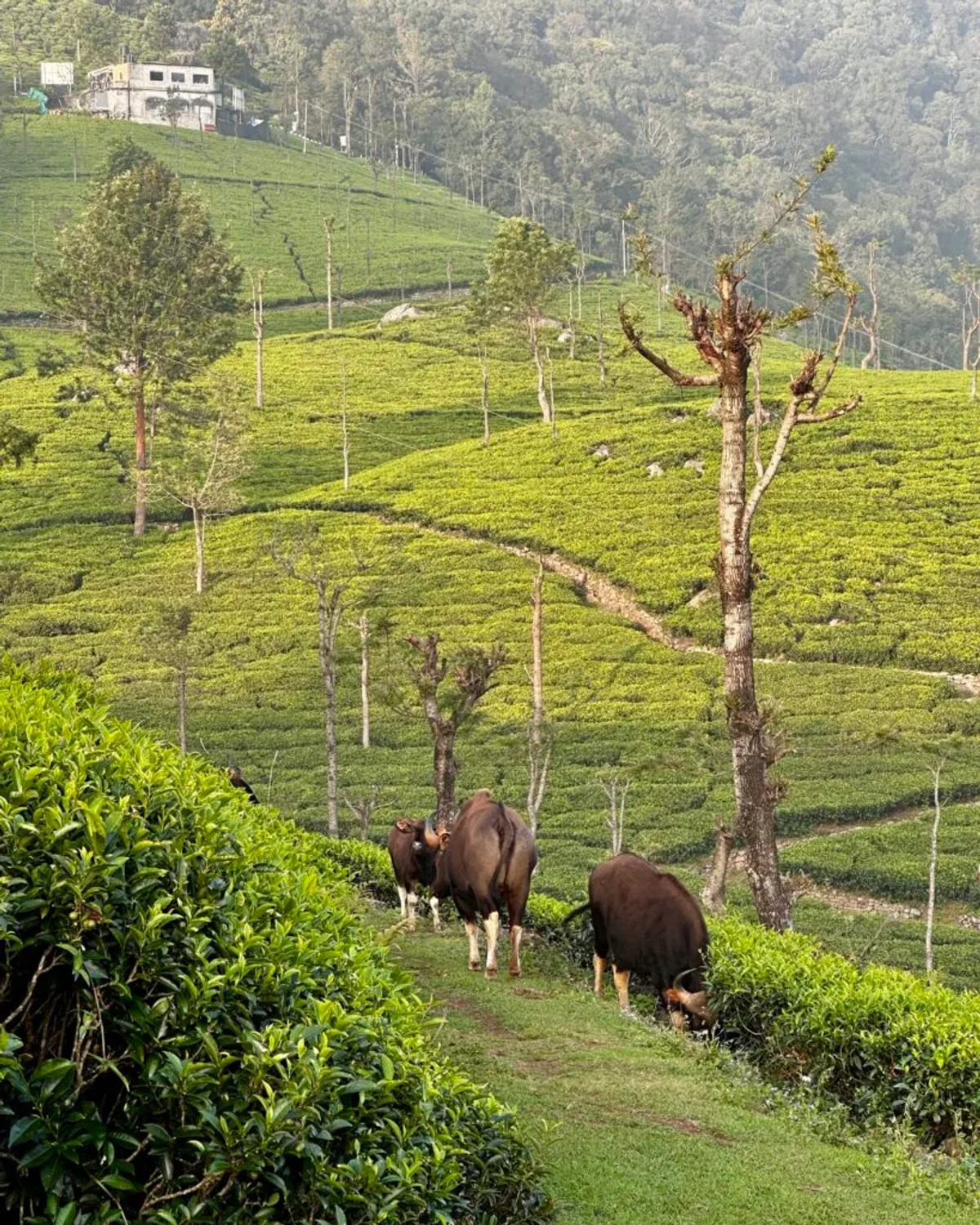 Wild bison grazing in tea plantation