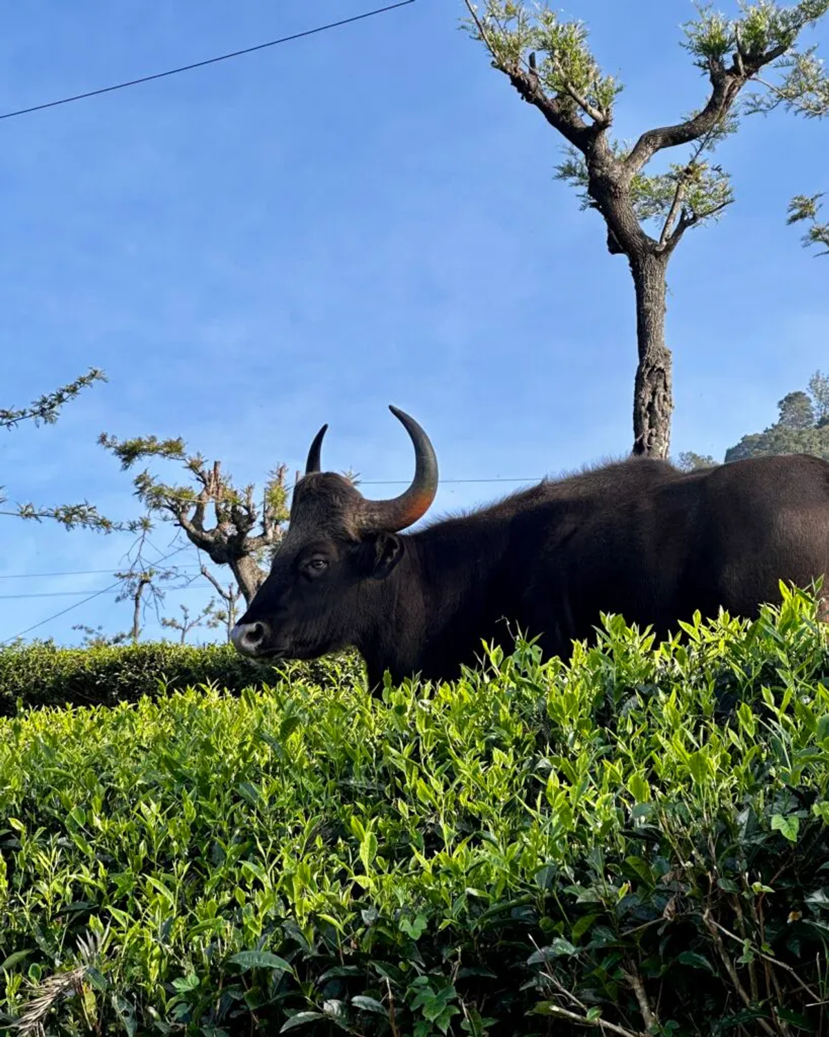 Close-up of wild bison in tea fields