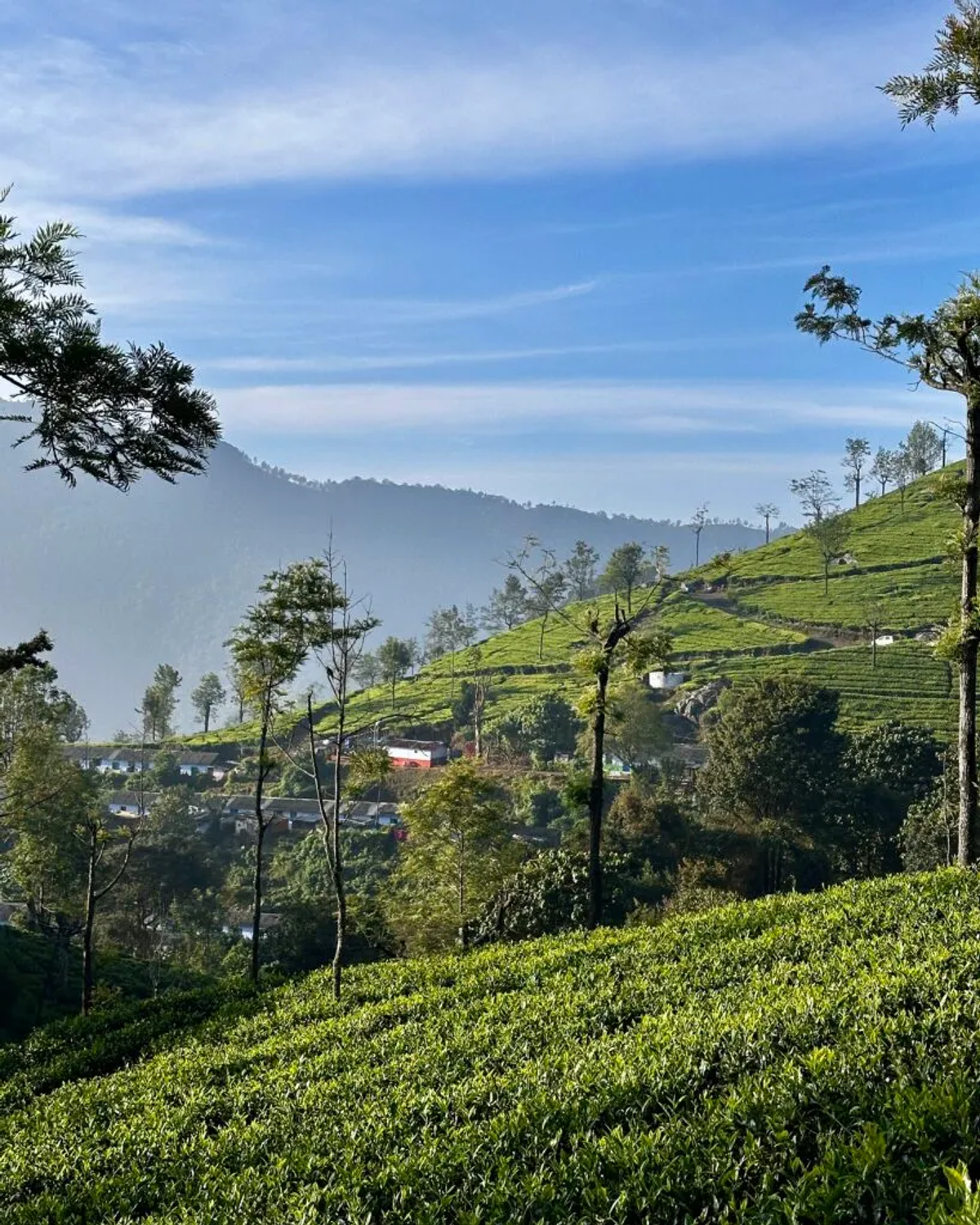 Panoramic view of Nilgiri tea hills