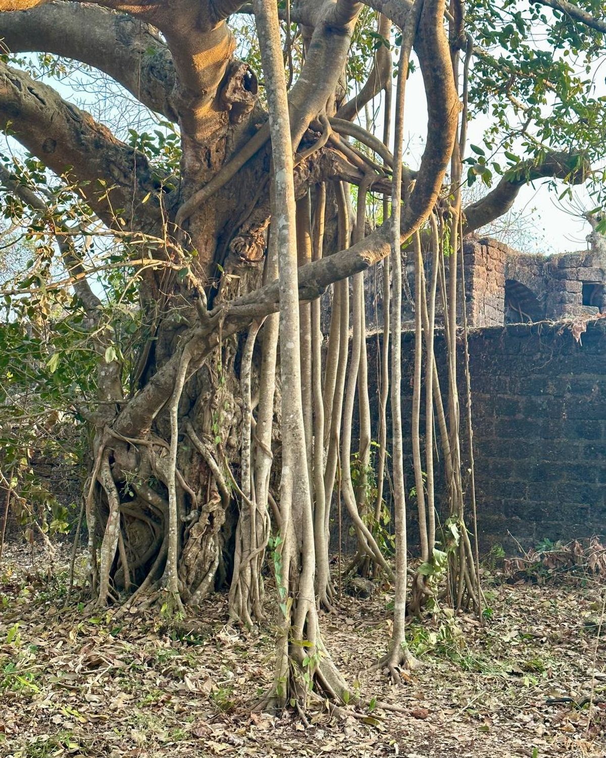 Aerial roots descending from branches near old ruins