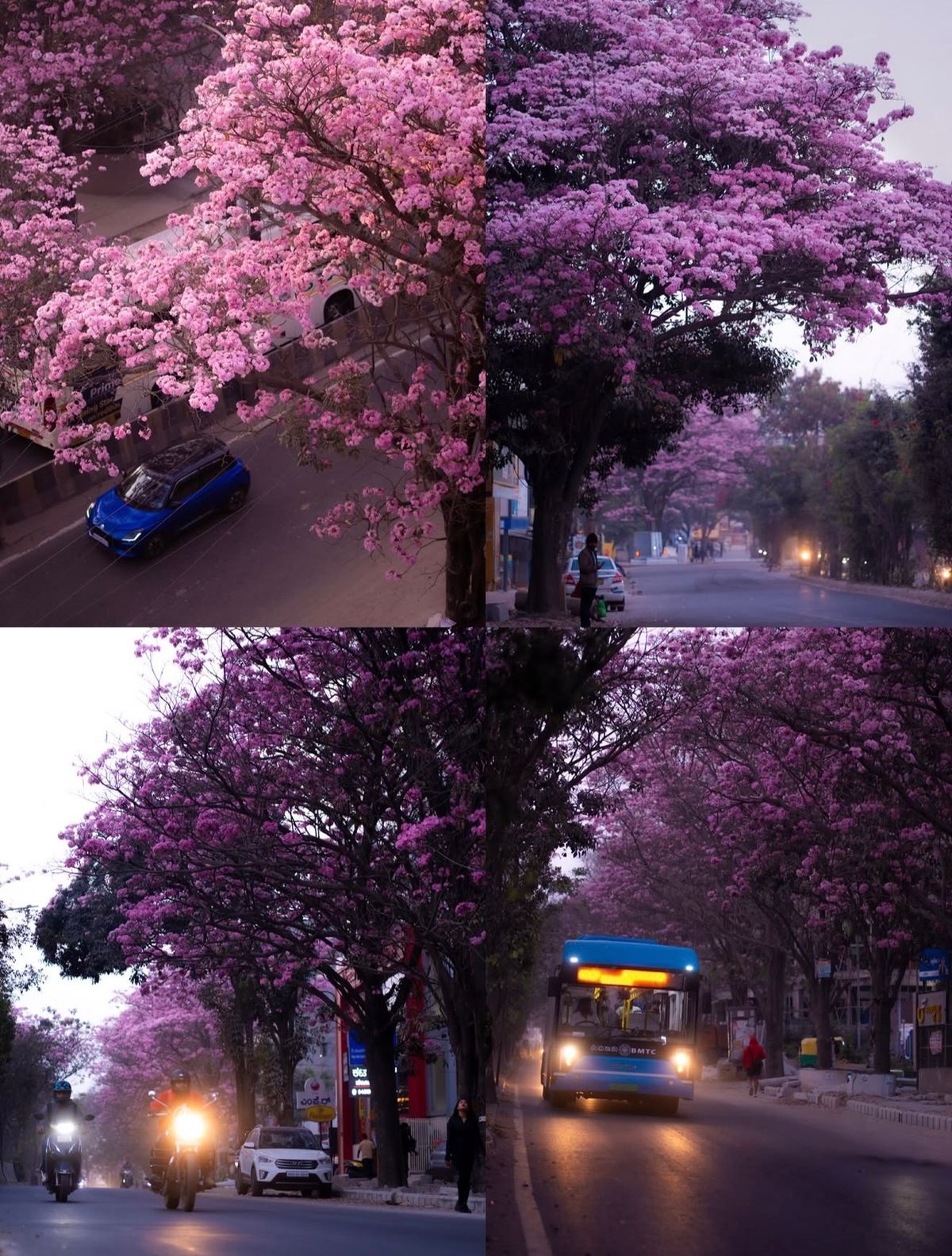 Collage of Bengaluru streets lined with blooming pink Tabebuia trees