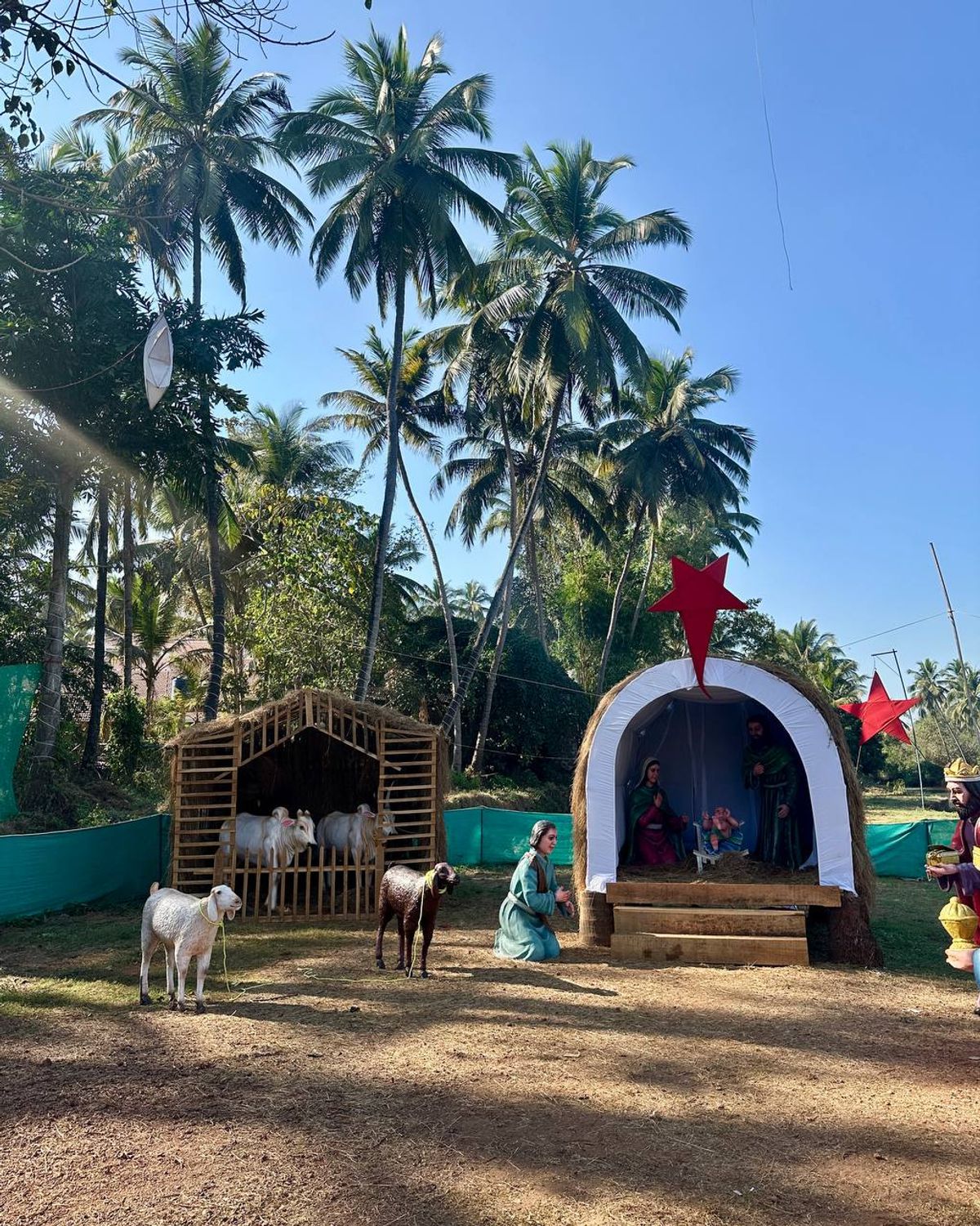 Outdoor nativity scene with palm trees and live sheep